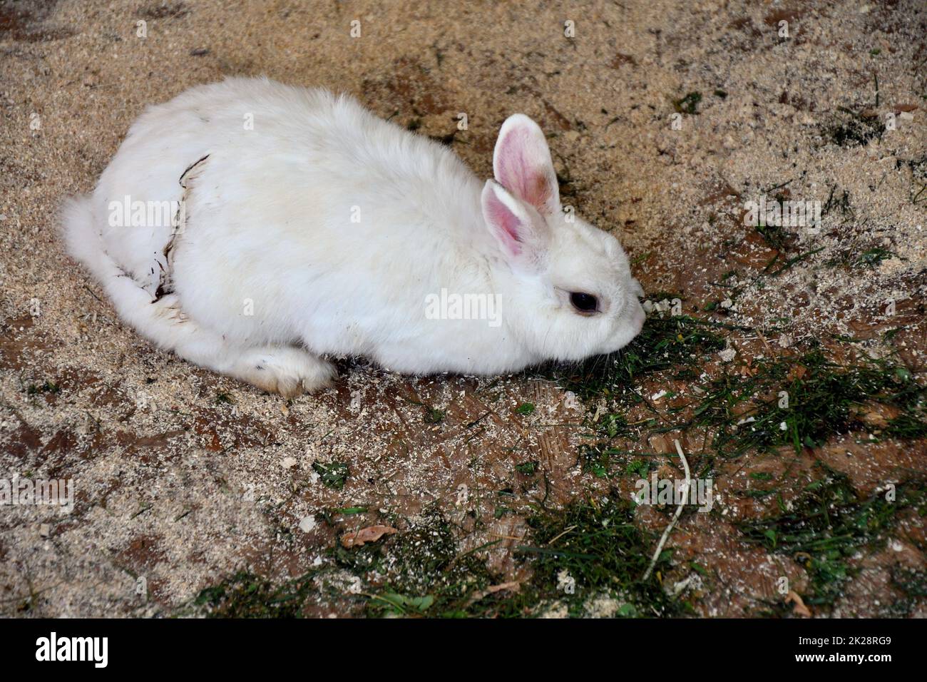 Lapin à la ferme Banque D'Images