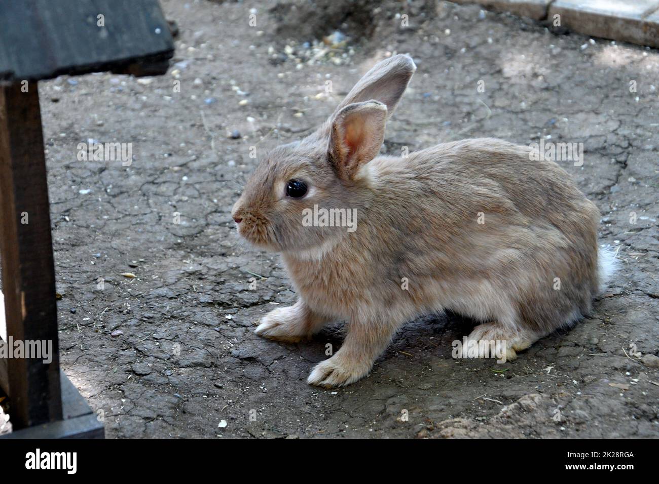 Lapin à la ferme Banque D'Images