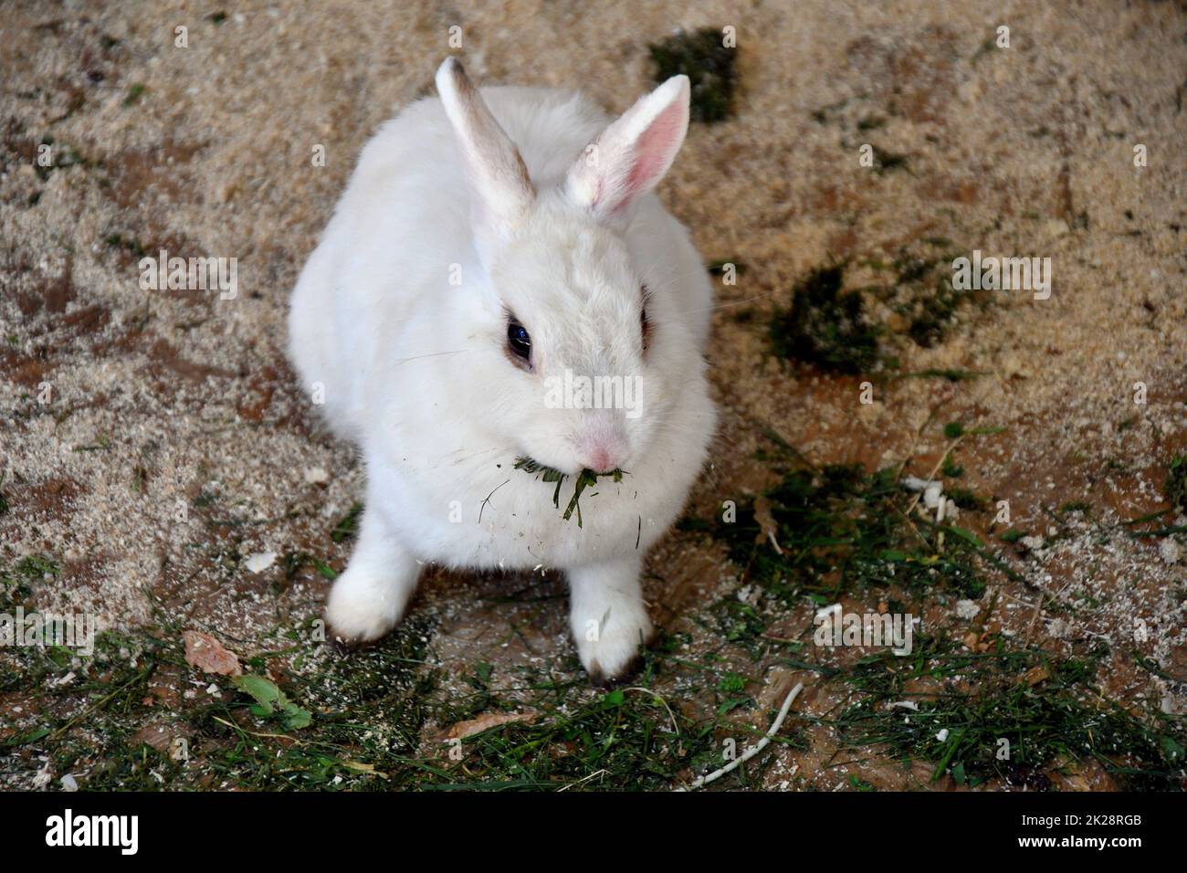 Lapin à la ferme Banque D'Images