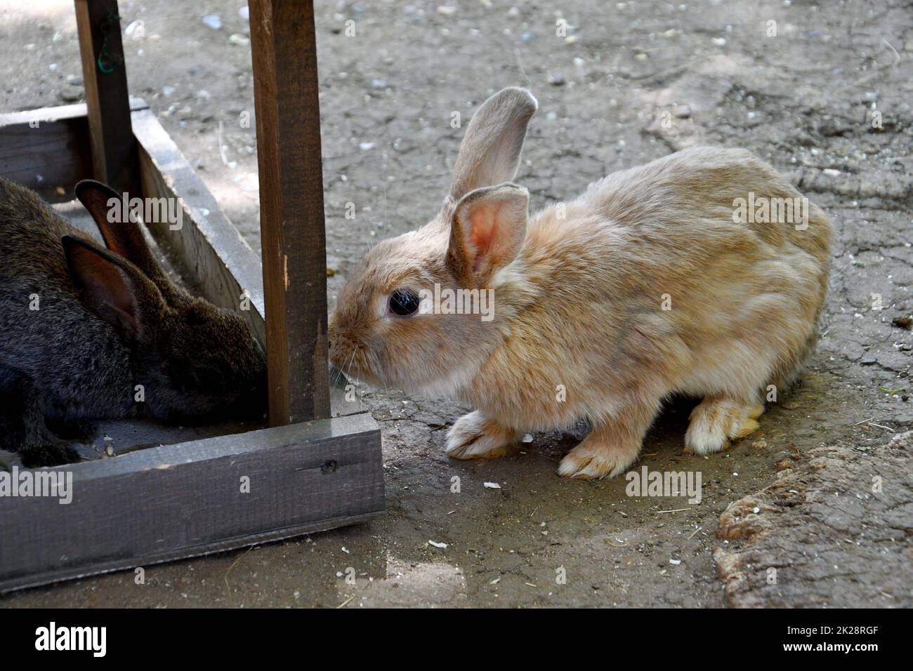 Lapin à la ferme Banque D'Images
