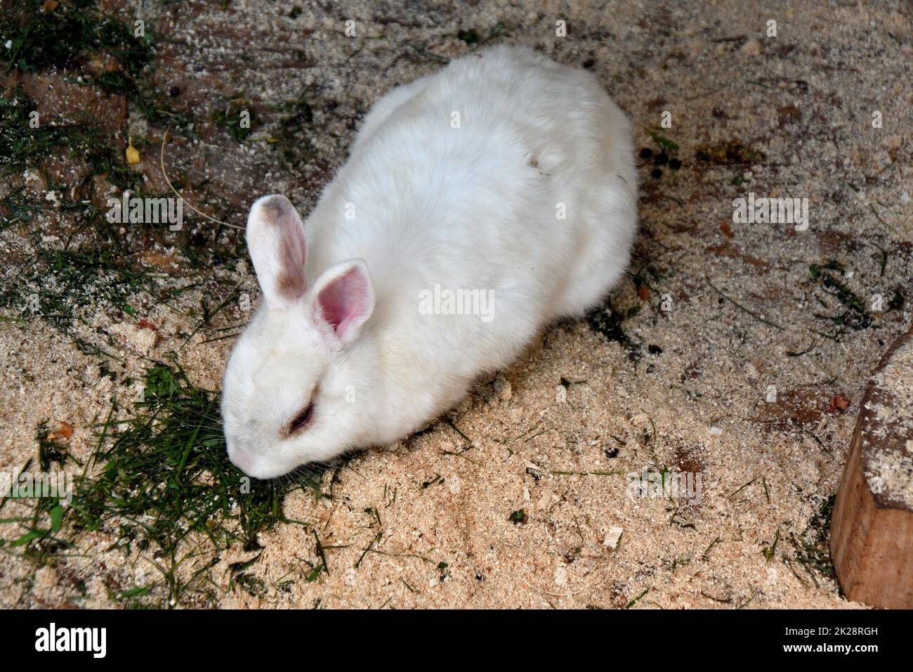 Lapin à la ferme Banque D'Images