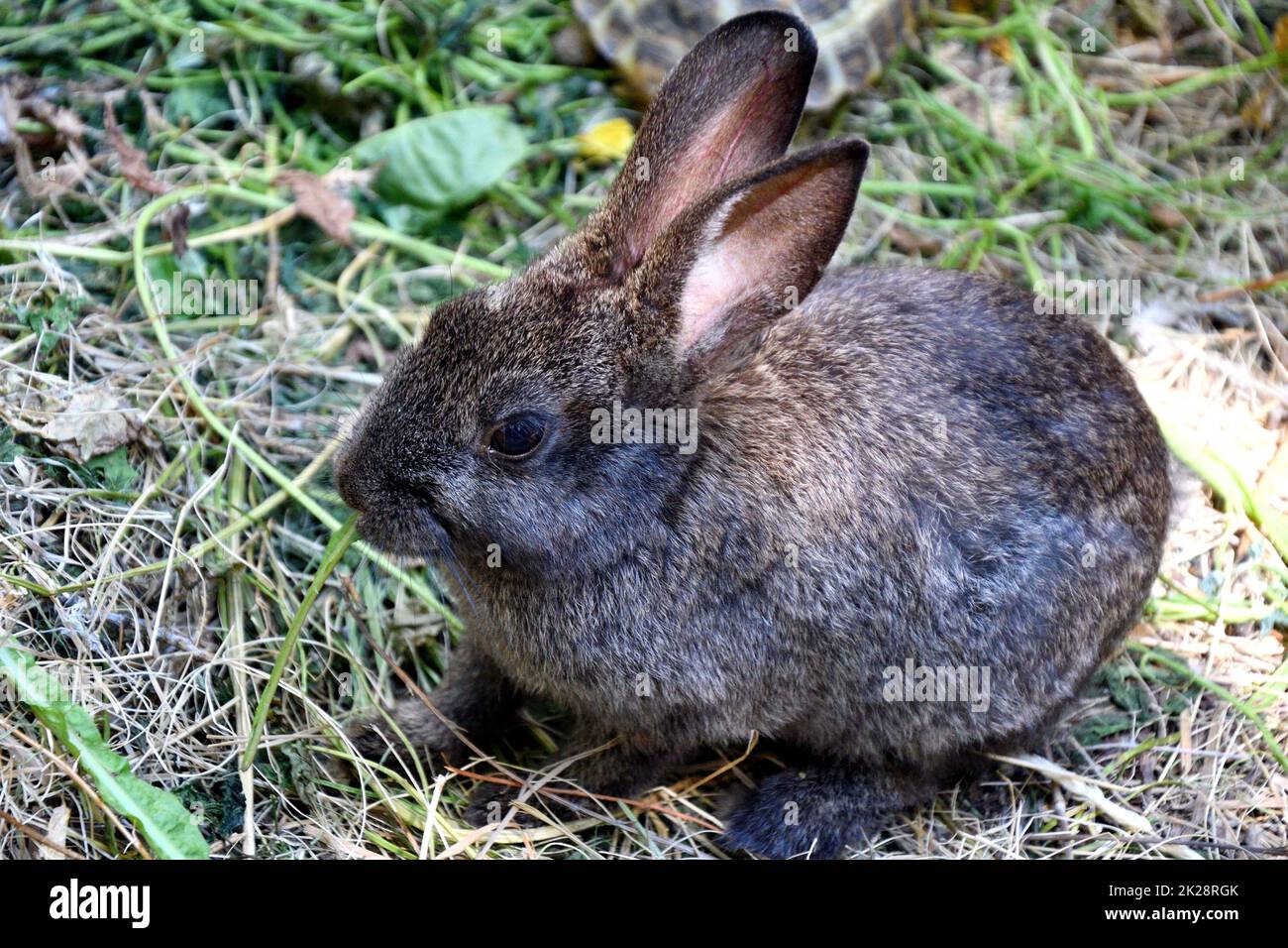 Lapin à la ferme Banque D'Images