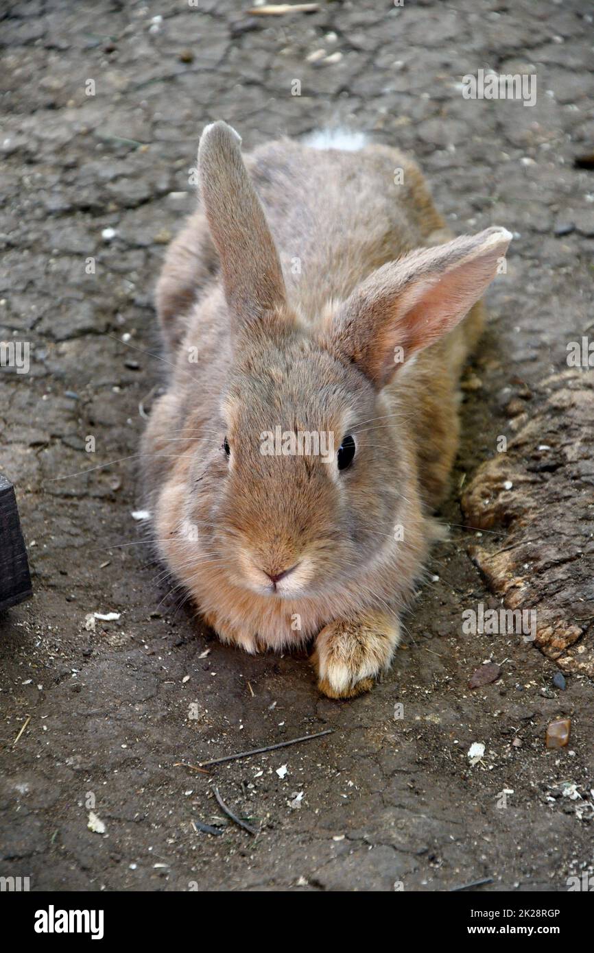 Lapin à la ferme Banque D'Images