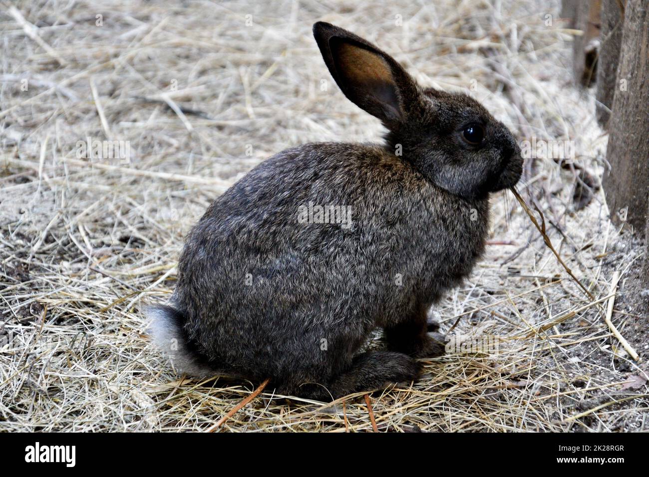 Lapin à la ferme Banque D'Images