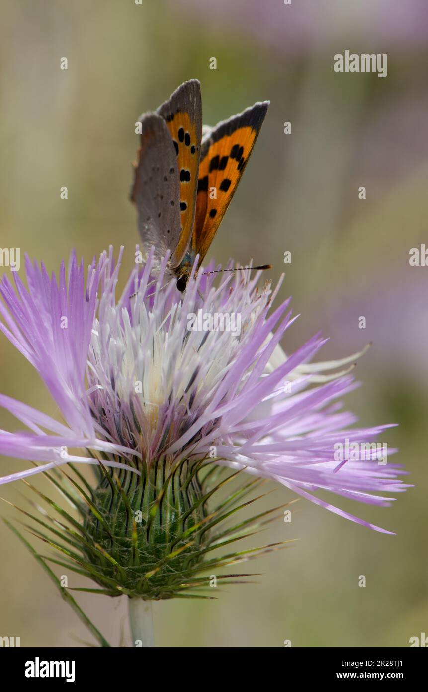 Petit cuivre Lycaena phlaeas se nourrissant d'une fleur de chardon-Marie violet Galatites tomentosa. Réserve d'Inagua. Grande Canarie. Îles Canaries. Espagne. Banque D'Images