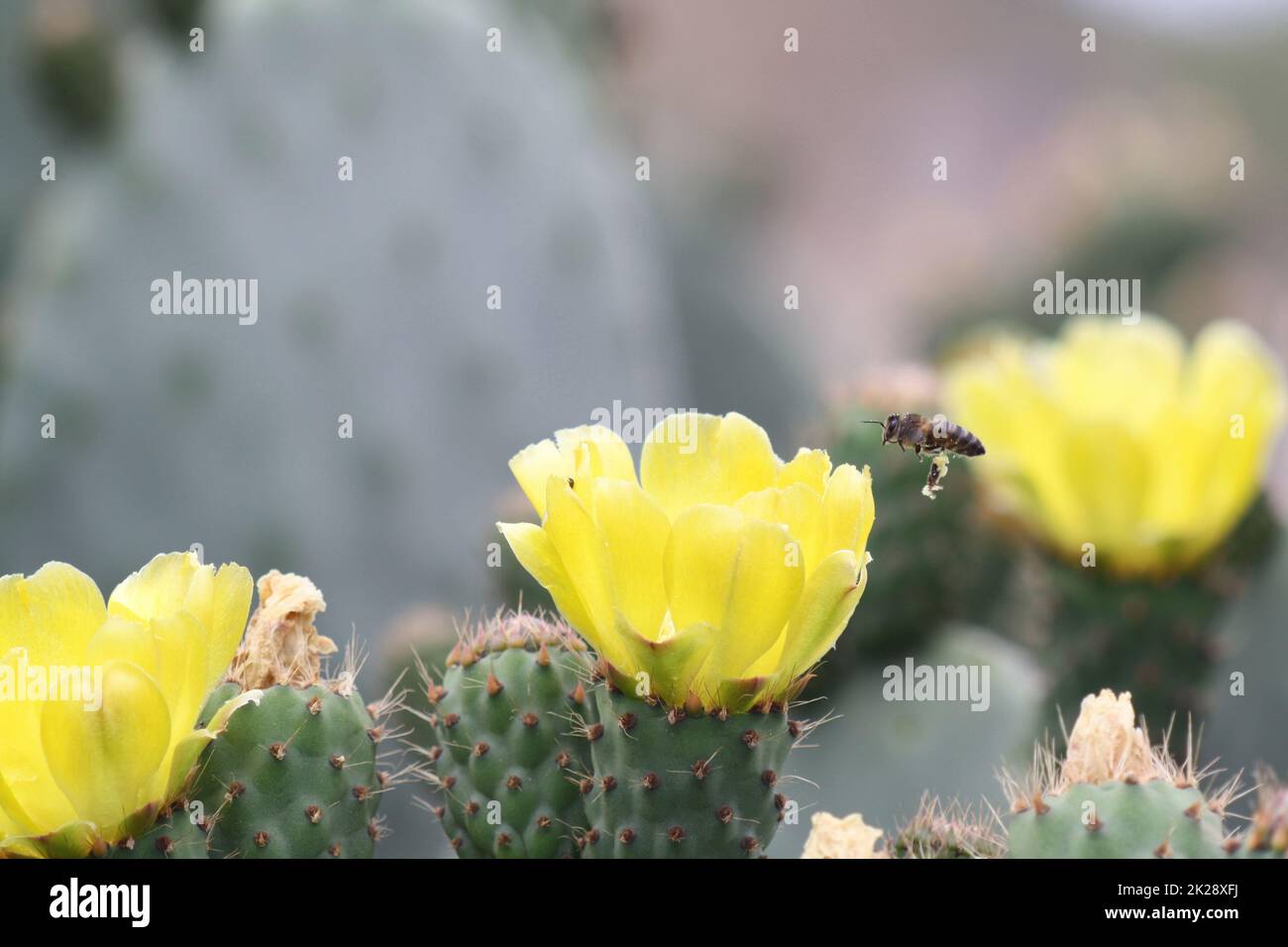 opuntia cactus Banque D'Images