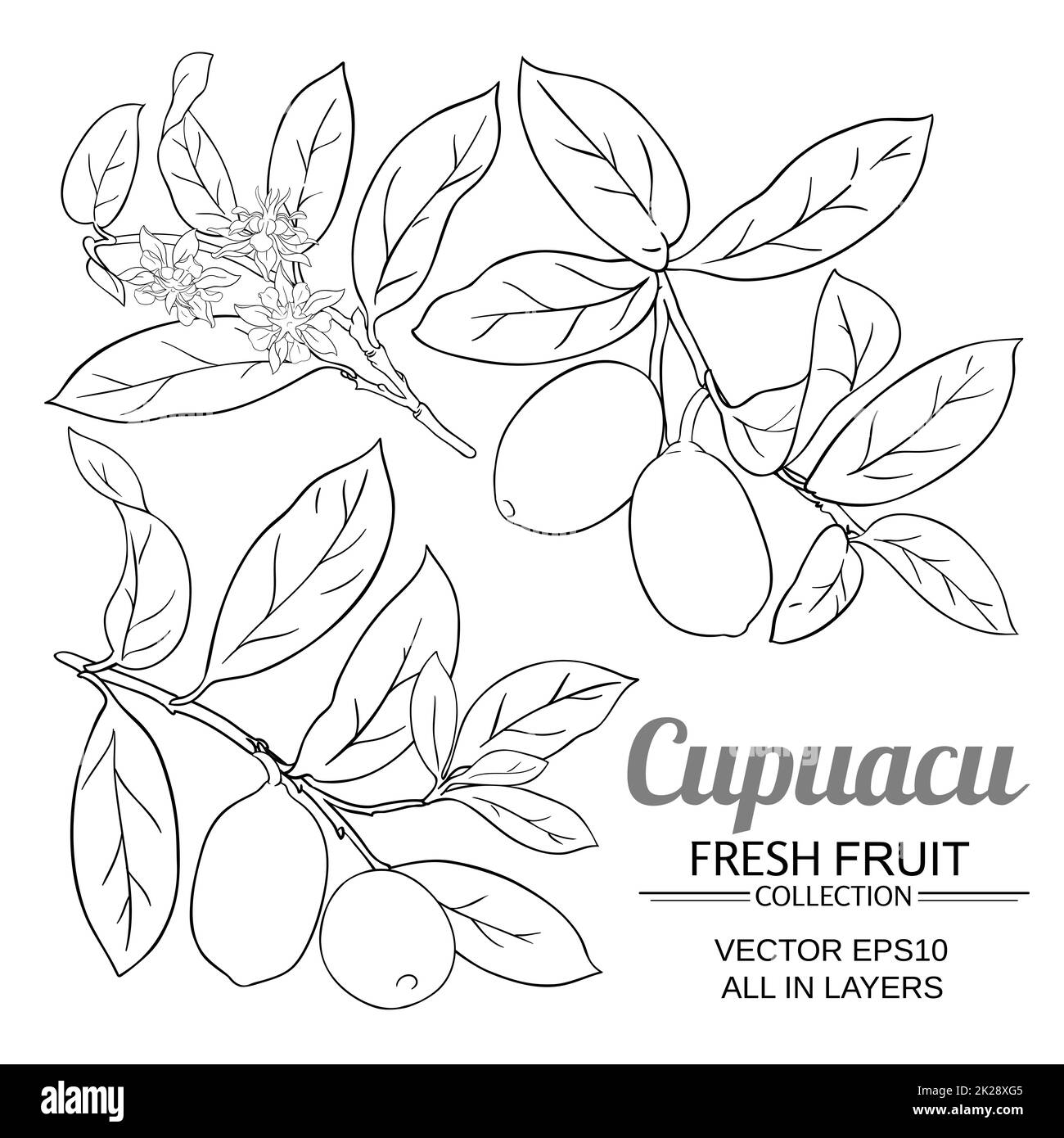 le vecteur des branches de cupuacu est défini sur fond blanc Banque D'Images