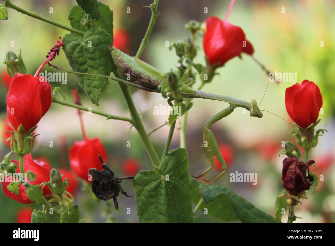 Prier Mantis sur le Bush rouge en attendant la proie Banque D'Images