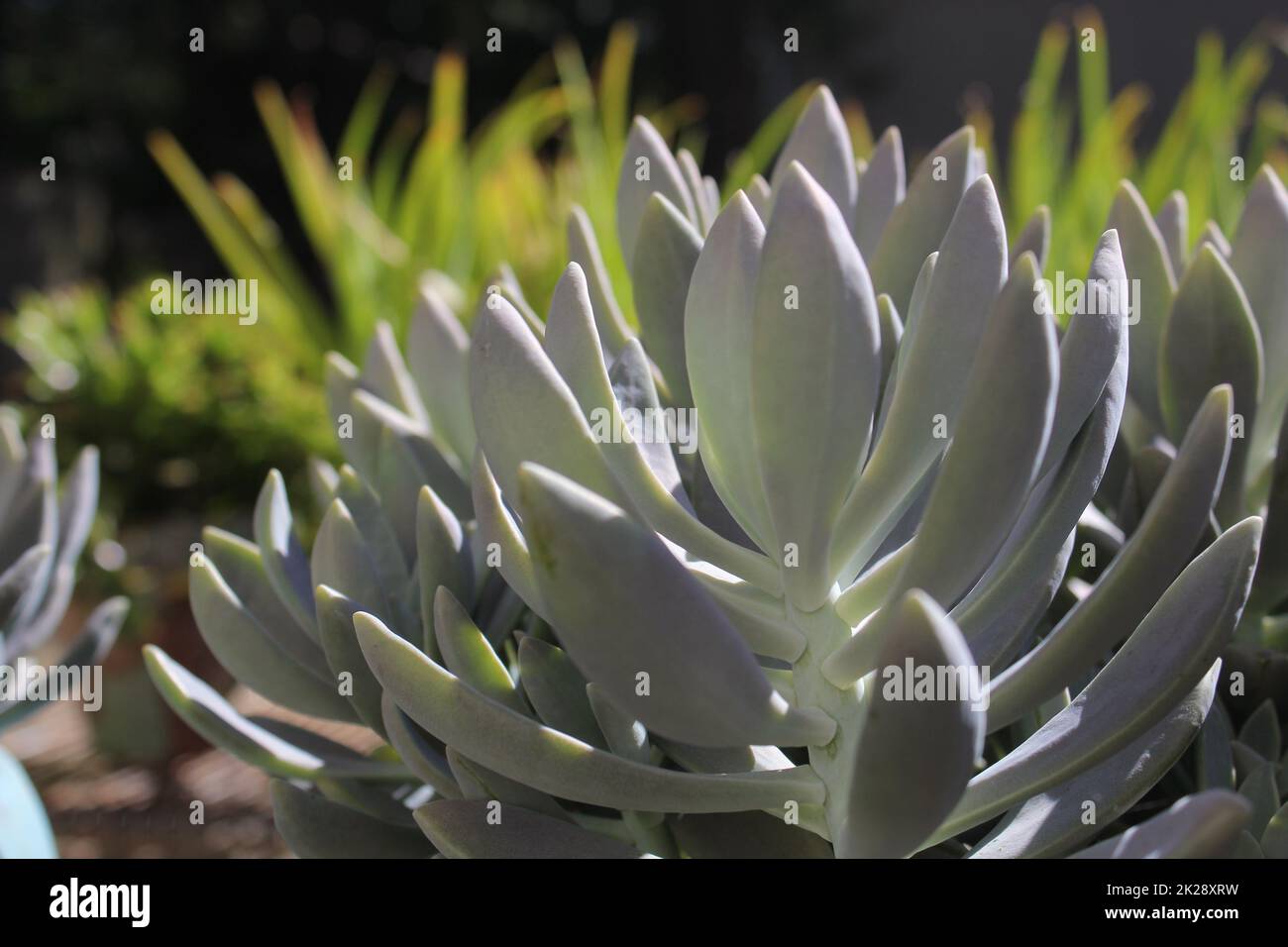 Echeveria elegans Banque D'Images