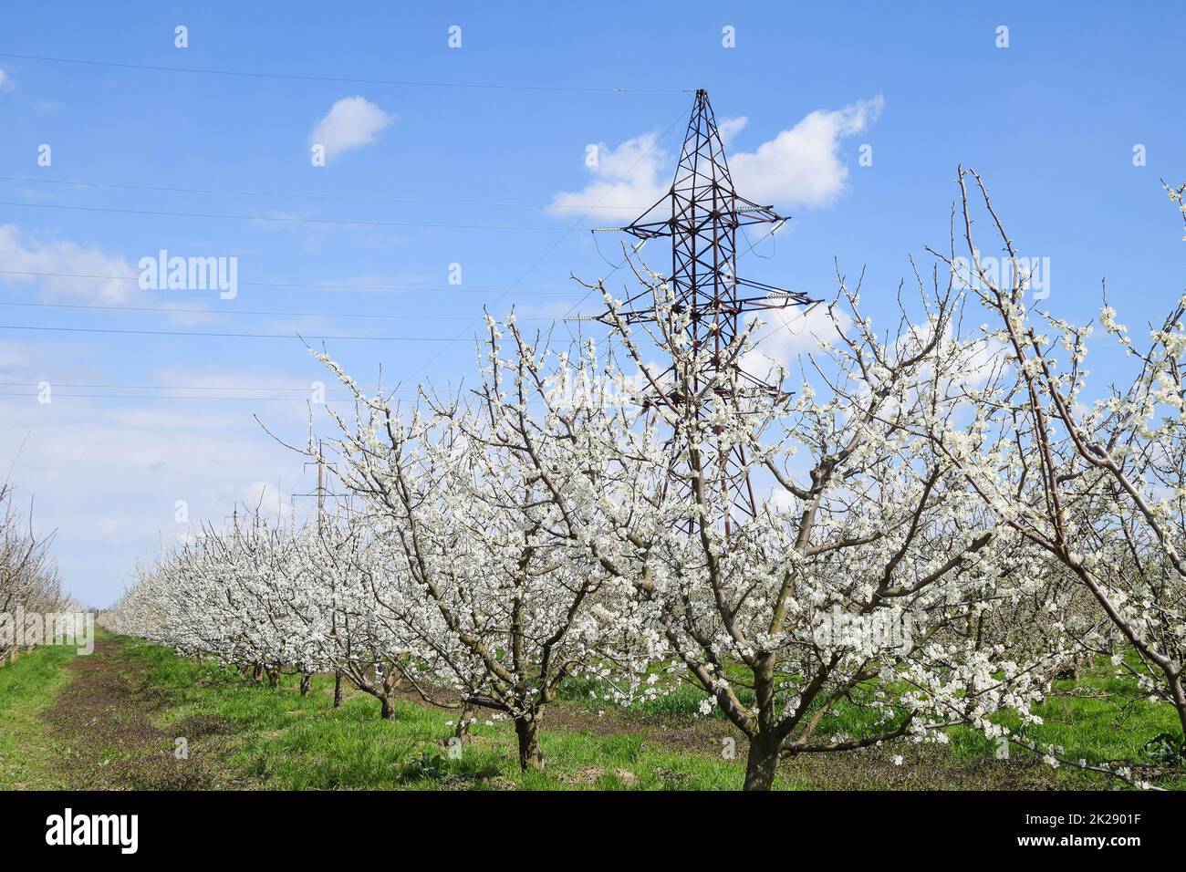 Tour de transmission dans le jardin de fleurs Banque D'Images