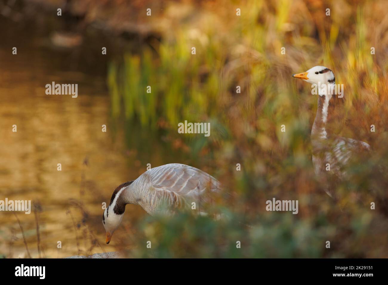 Nez gris dans une belle nature Banque D'Images