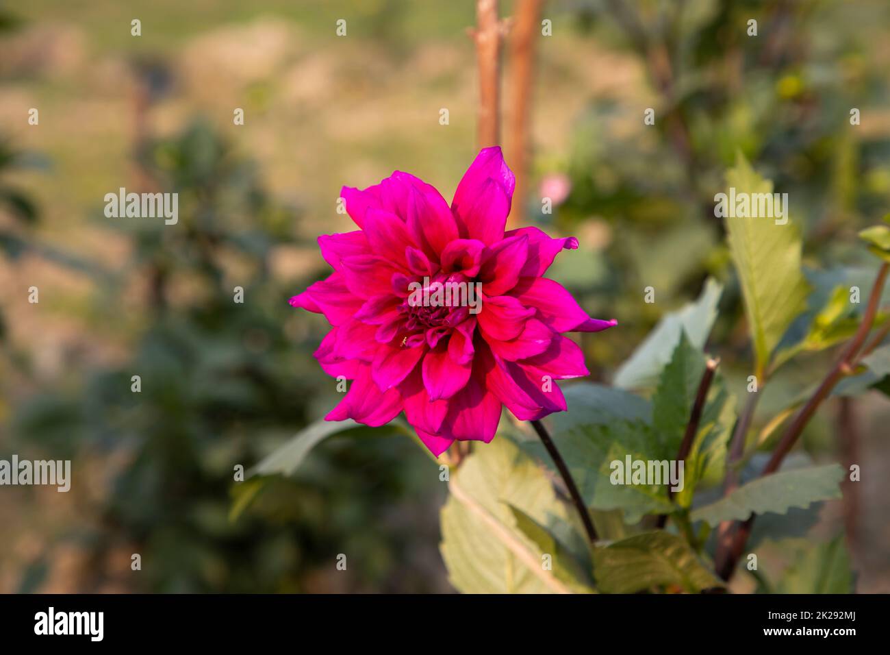 Fleur de Dahlia rose en fleurs dans l'arbre de jardin avec arrière-plan flou. Banque D'Images