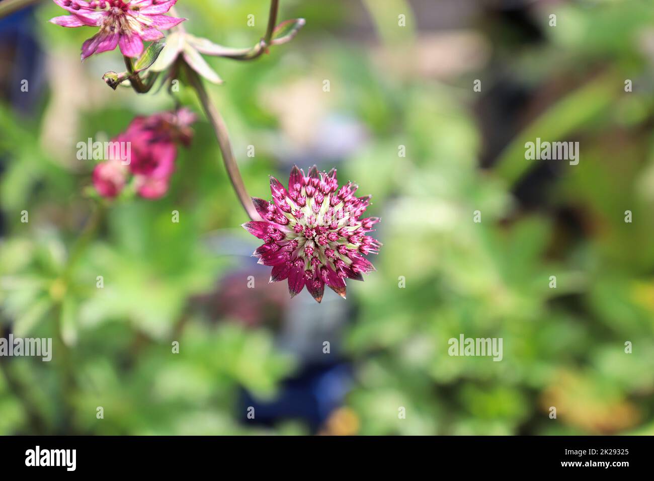Vue délicate des têtes de fleurs de mastermoût rose Banque D'Images
