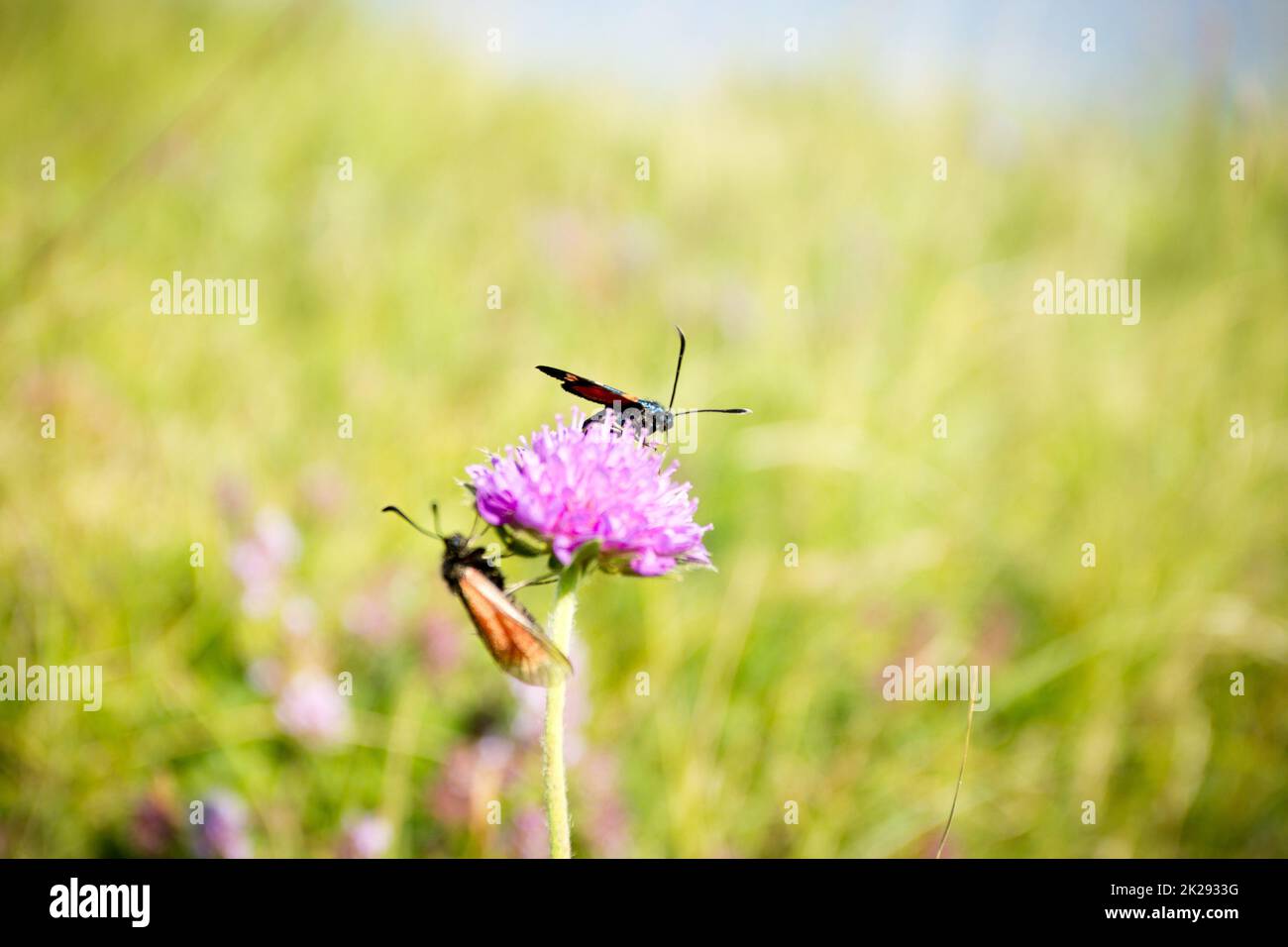 Écarlate tiger Moth sur la fleur de trèfle gros plan. Banque D'Images