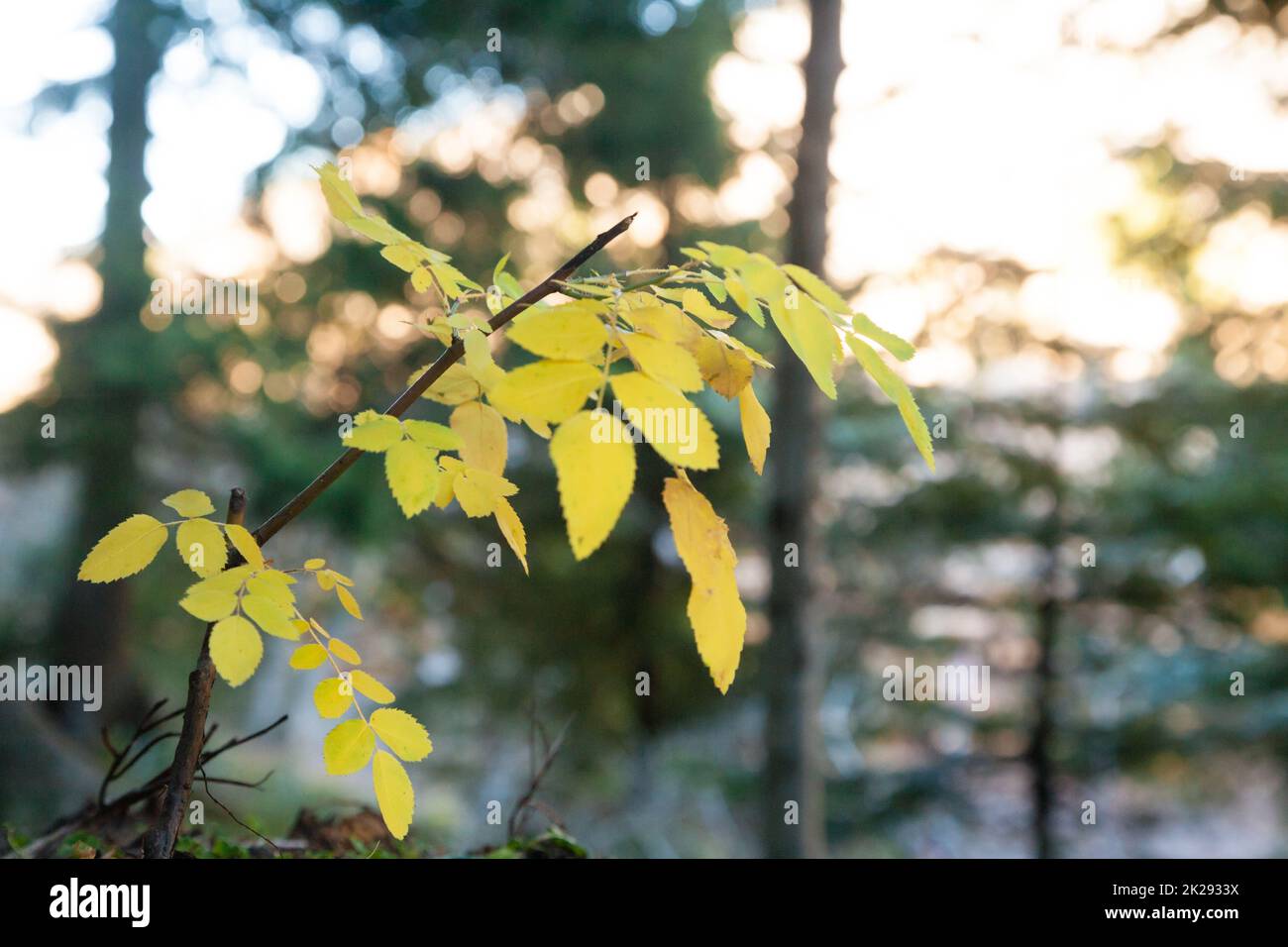 Feuilles jaunes sur fond de bois. Nature Paysage minimal Banque D'Images