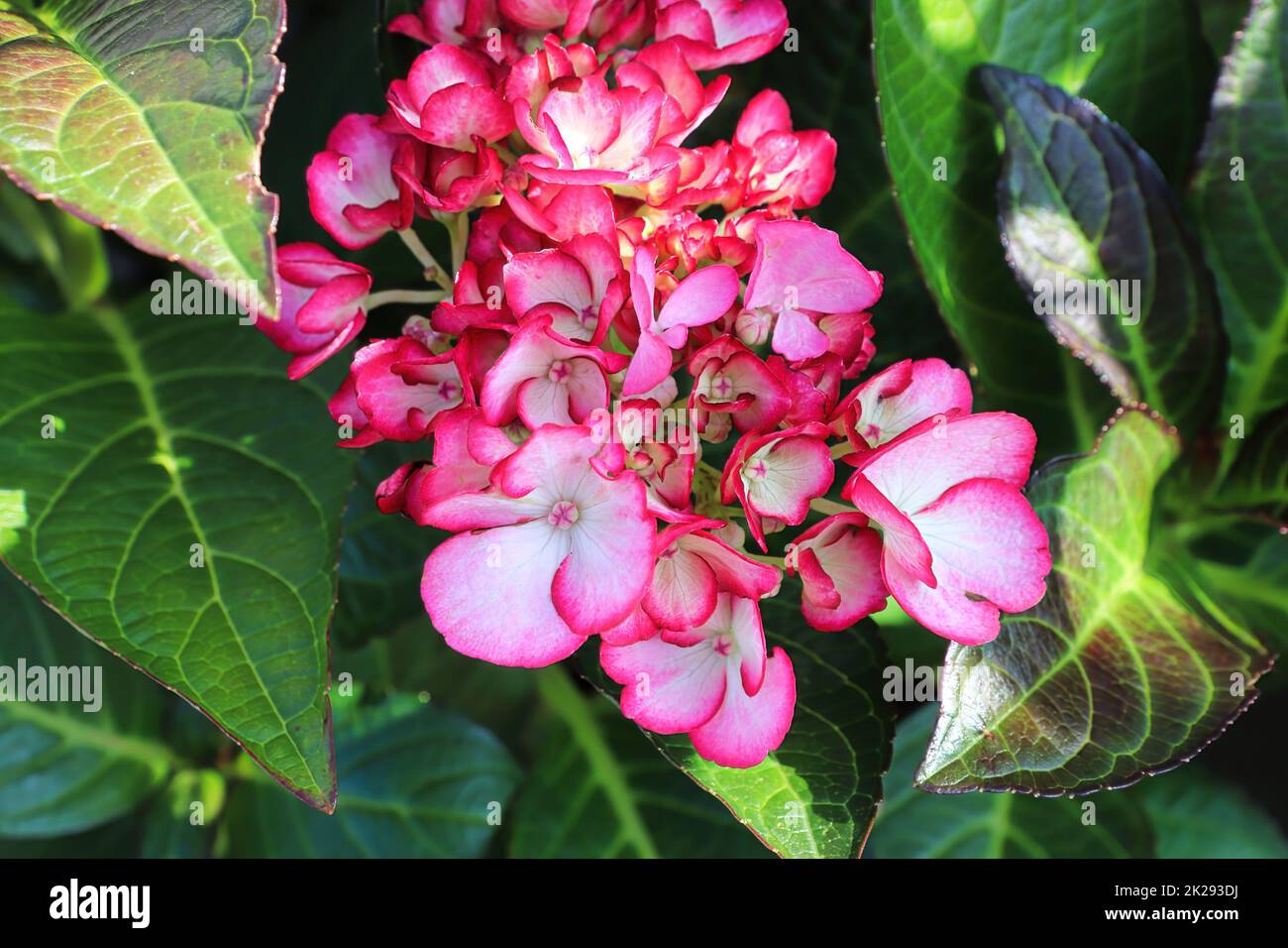 Pétales de fleurs roses et blanches sur une hortensia de patio Banque D'Images