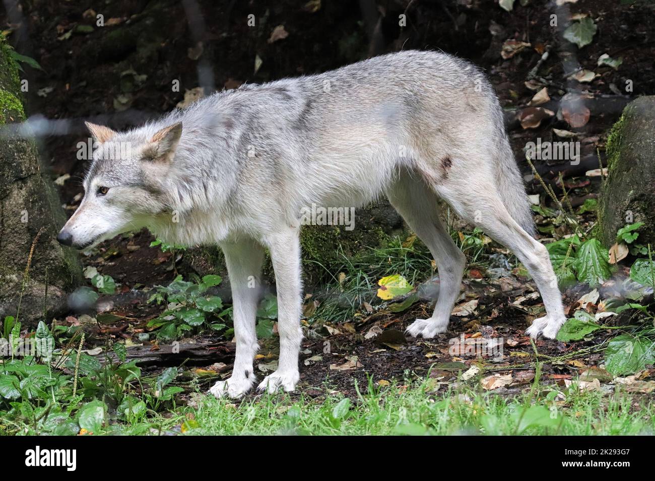 Gros plan d'un loup avec une blessure sur sa jambe Banque D'Images