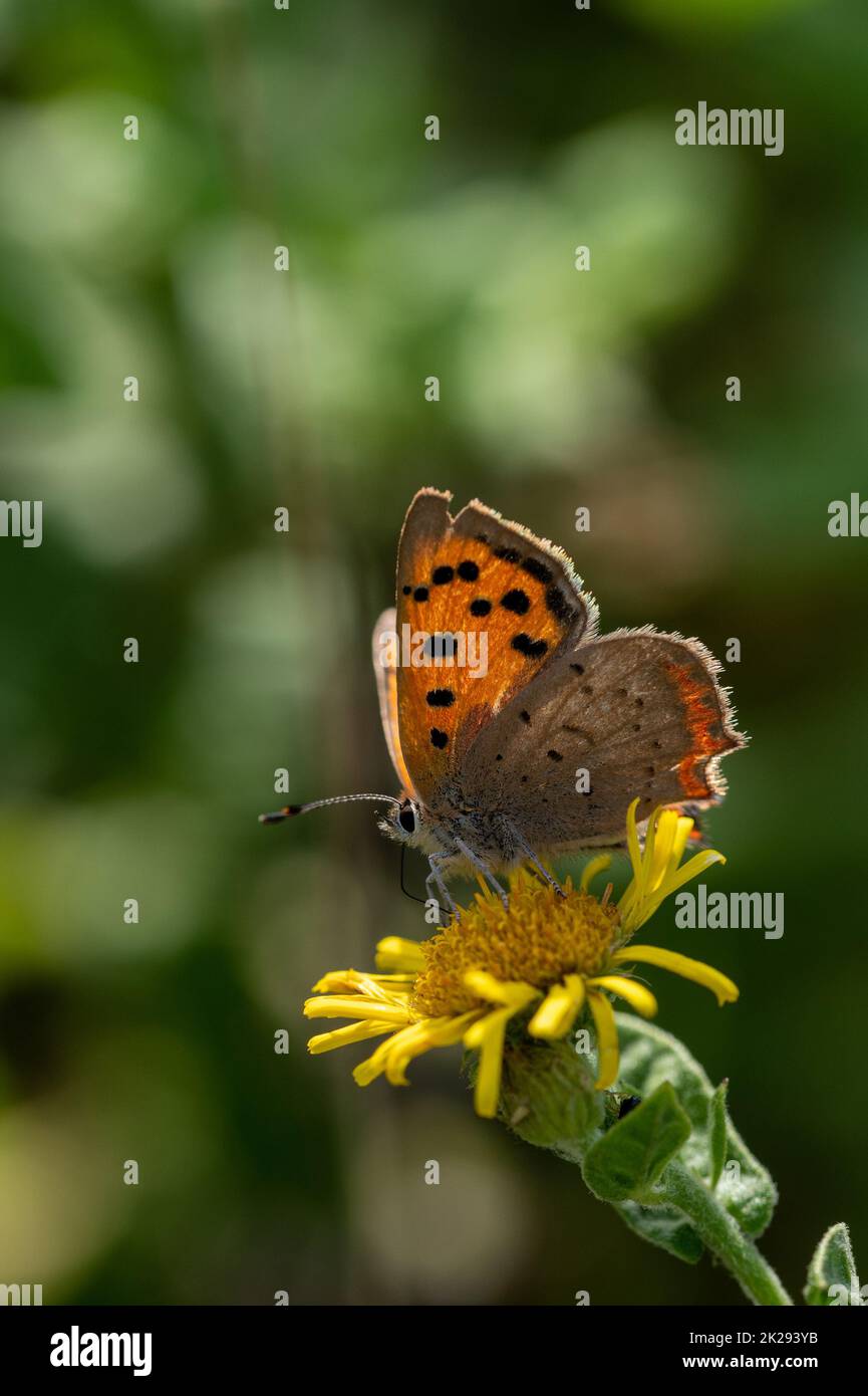 Petit papillon en cuivre sur fleur jaune Banque D'Images
