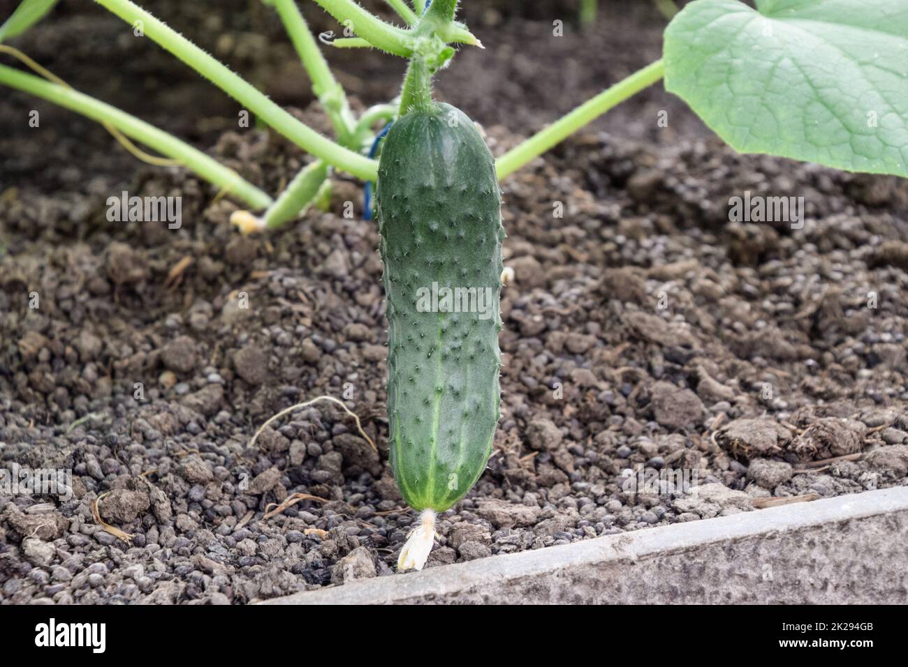 Les concombres les semis. La culture des concombres en serre Banque D'Images