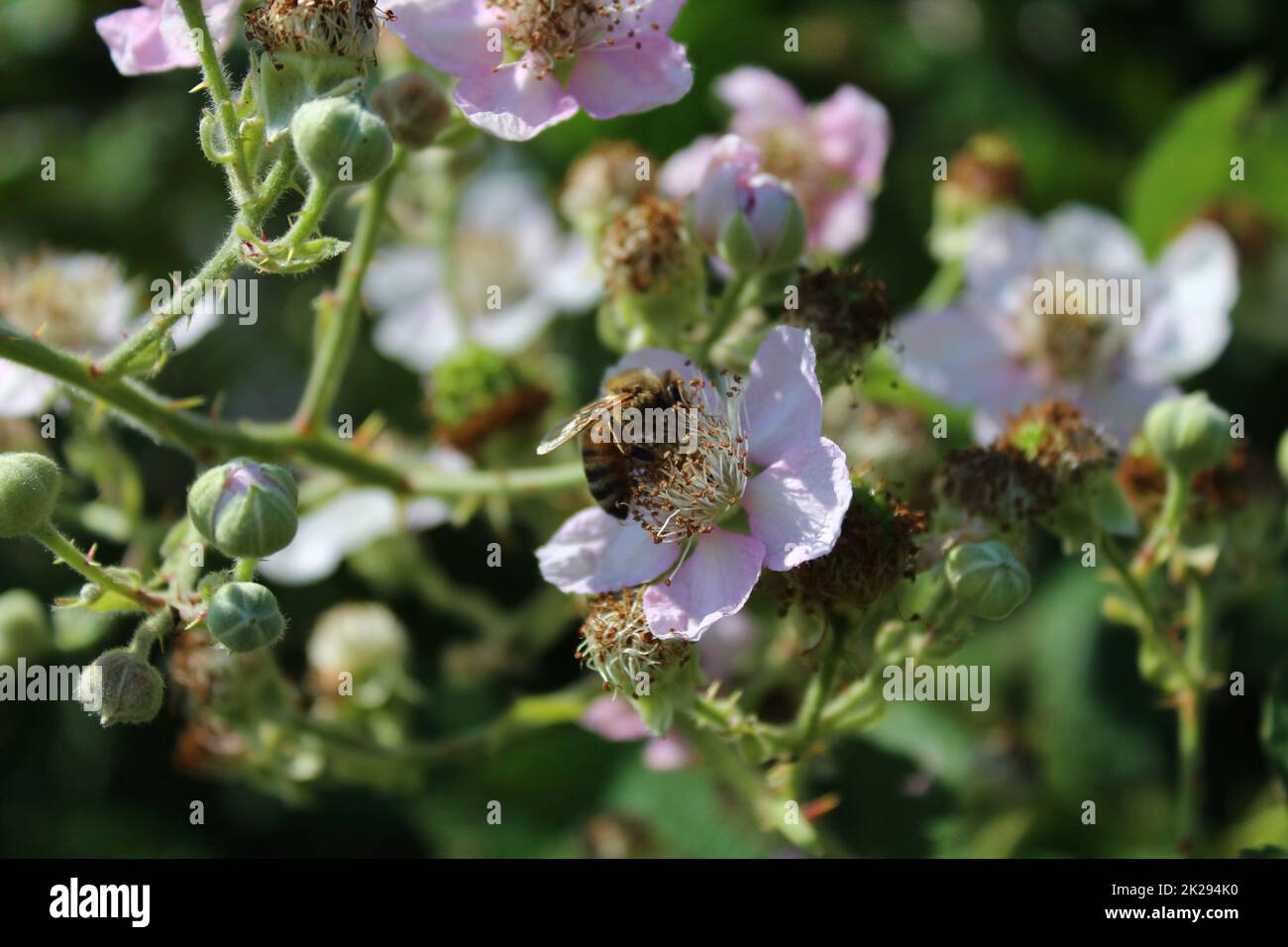 brousse de mûres avec de nombreuses fleurs Banque D'Images