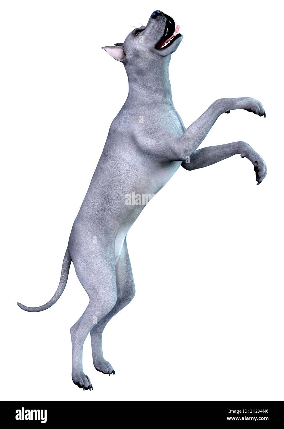 3D rendu du chien de Dane de gris bleu sur blanc Banque D'Images