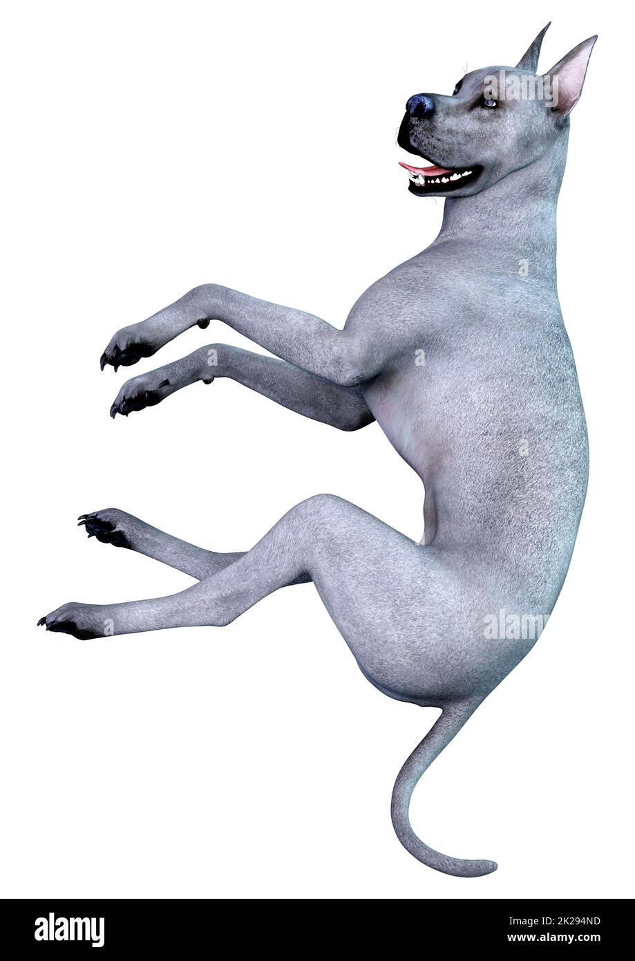 3D rendu du chien de Dane de gris bleu sur blanc Banque D'Images