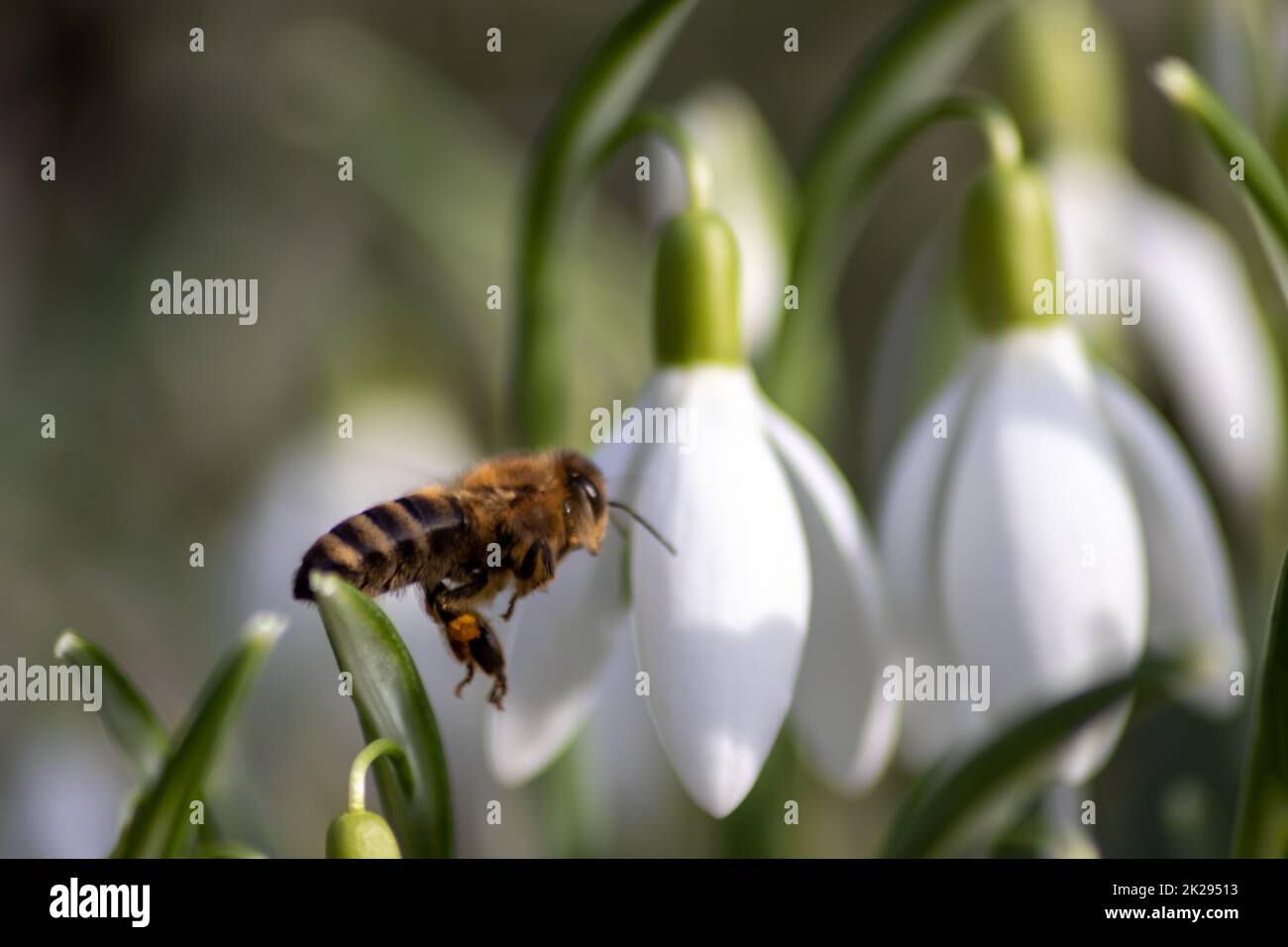 Pollinisateur d'abeilles au premier printemps des fleurs de neige recueille le pollen et le nectar pour le miel de saison en février avec des pétales blancs et des fleurs blanches en vue macro avec le bokeh agréable et beaucoup d'espace de copie Banque D'Images