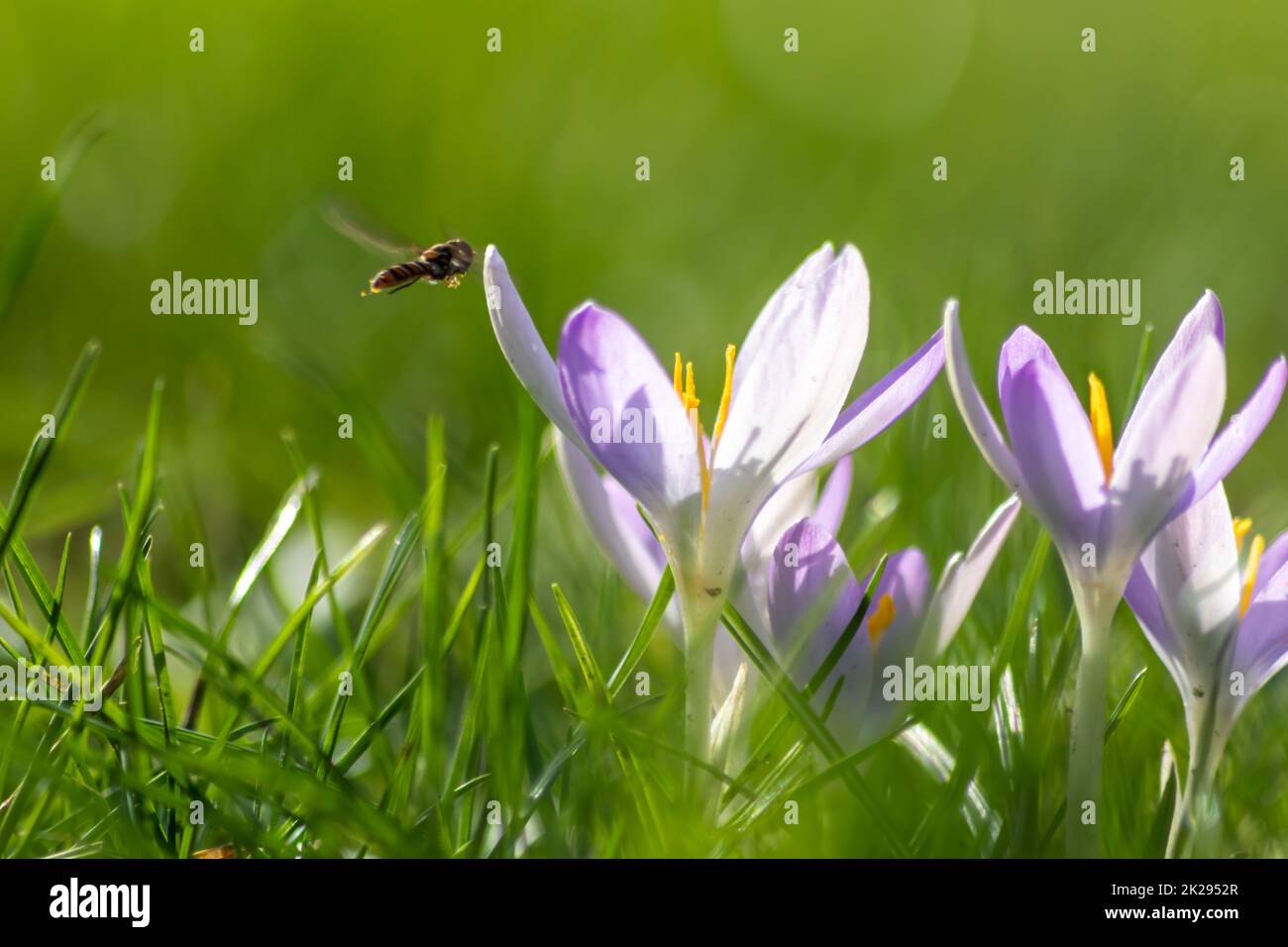 Les fleurs de crocus roses en filigrane dans l'herbe verte sont pollinisées par des insectes volants comme des abeilles ou des mouches au printemps comme macro de gros plan avec un arrière-plan flou dans le paysage de jardin qui fleurit sauvage Banque D'Images