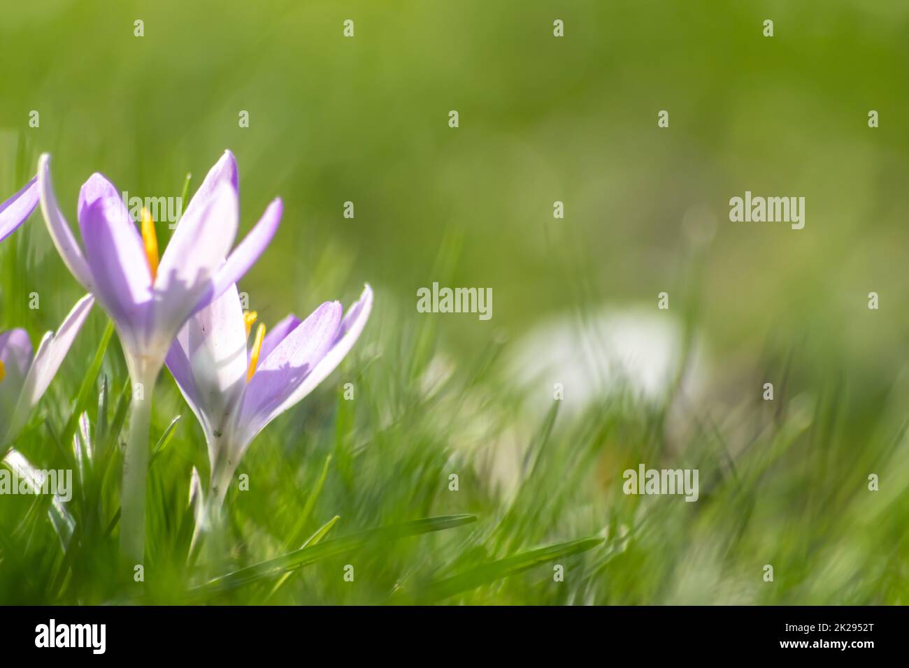 Les fleurs de crocus roses en filigrane dans l'herbe verte sont pollinisées par des insectes volants comme des abeilles ou des mouches au printemps comme macro de gros plan avec un arrière-plan flou dans le paysage de jardin qui fleurit sauvage Banque D'Images