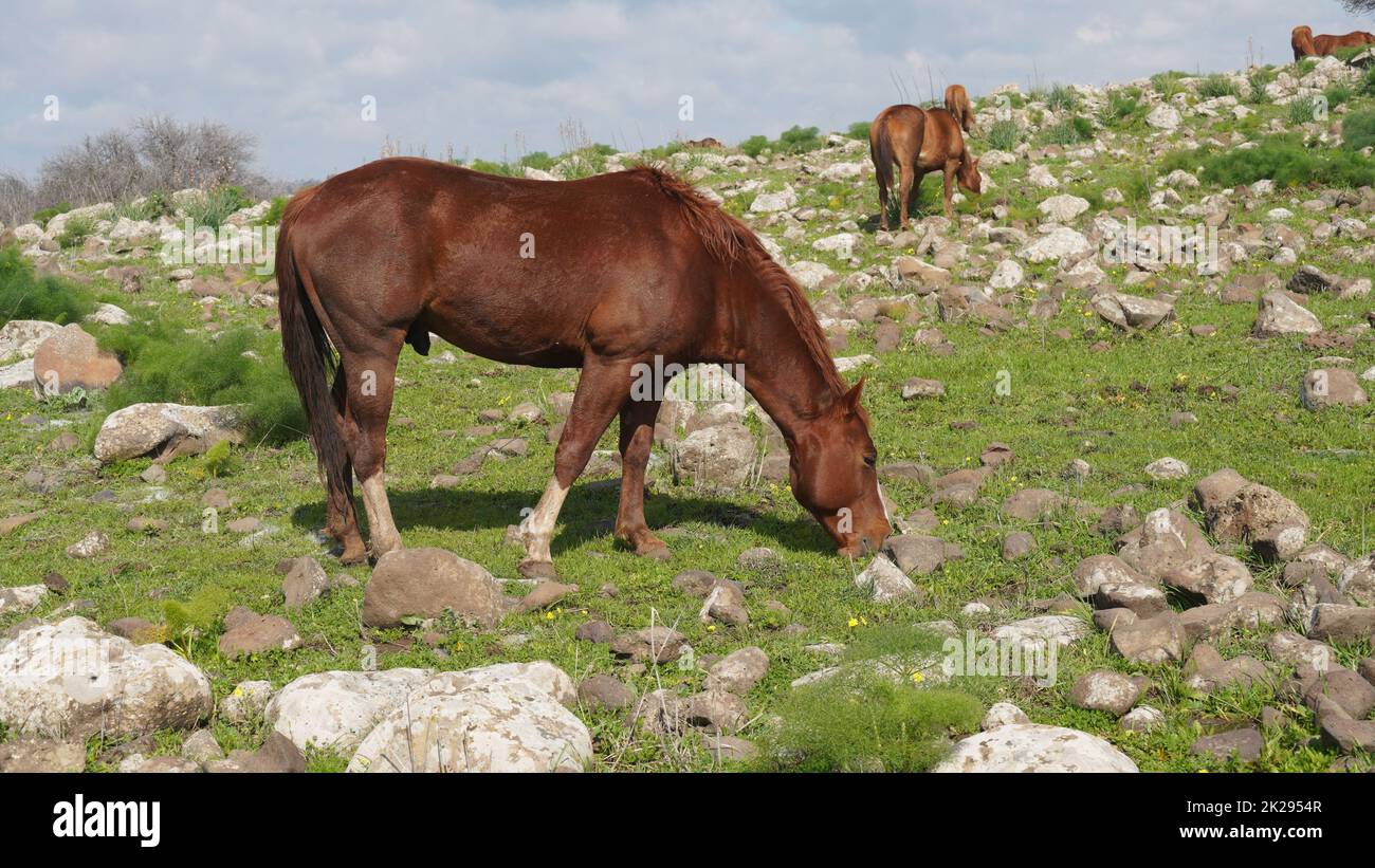 Étalon semi-sauvage de couleur rouge-brun clair sur les hauteurs du Golan, Israël, Eating Grass Banque D'Images