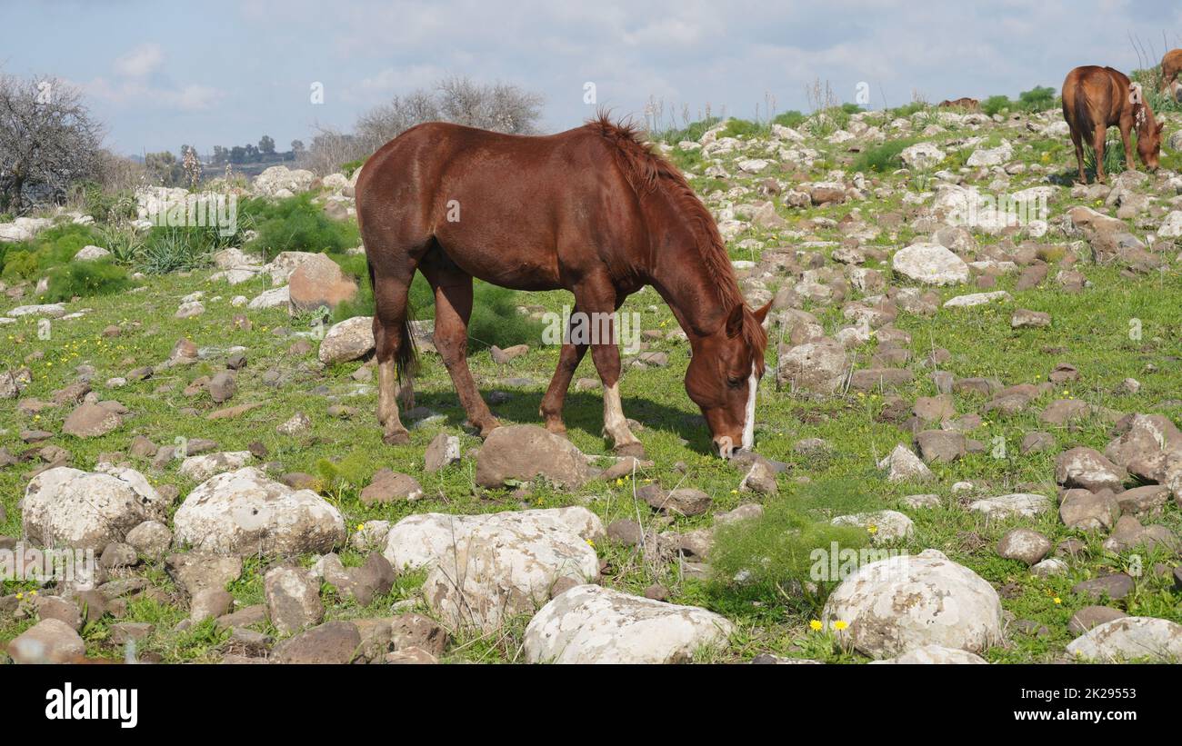 Étalon semi-sauvage de couleur rouge-brun clair sur les hauteurs du Golan, Israël, Eating Grass Banque D'Images