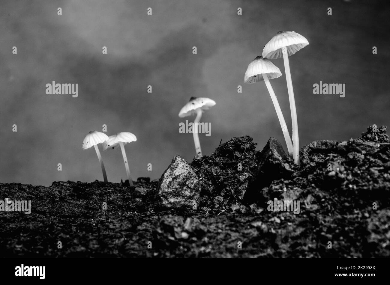 Photographie macro de champignons Banque D'Images