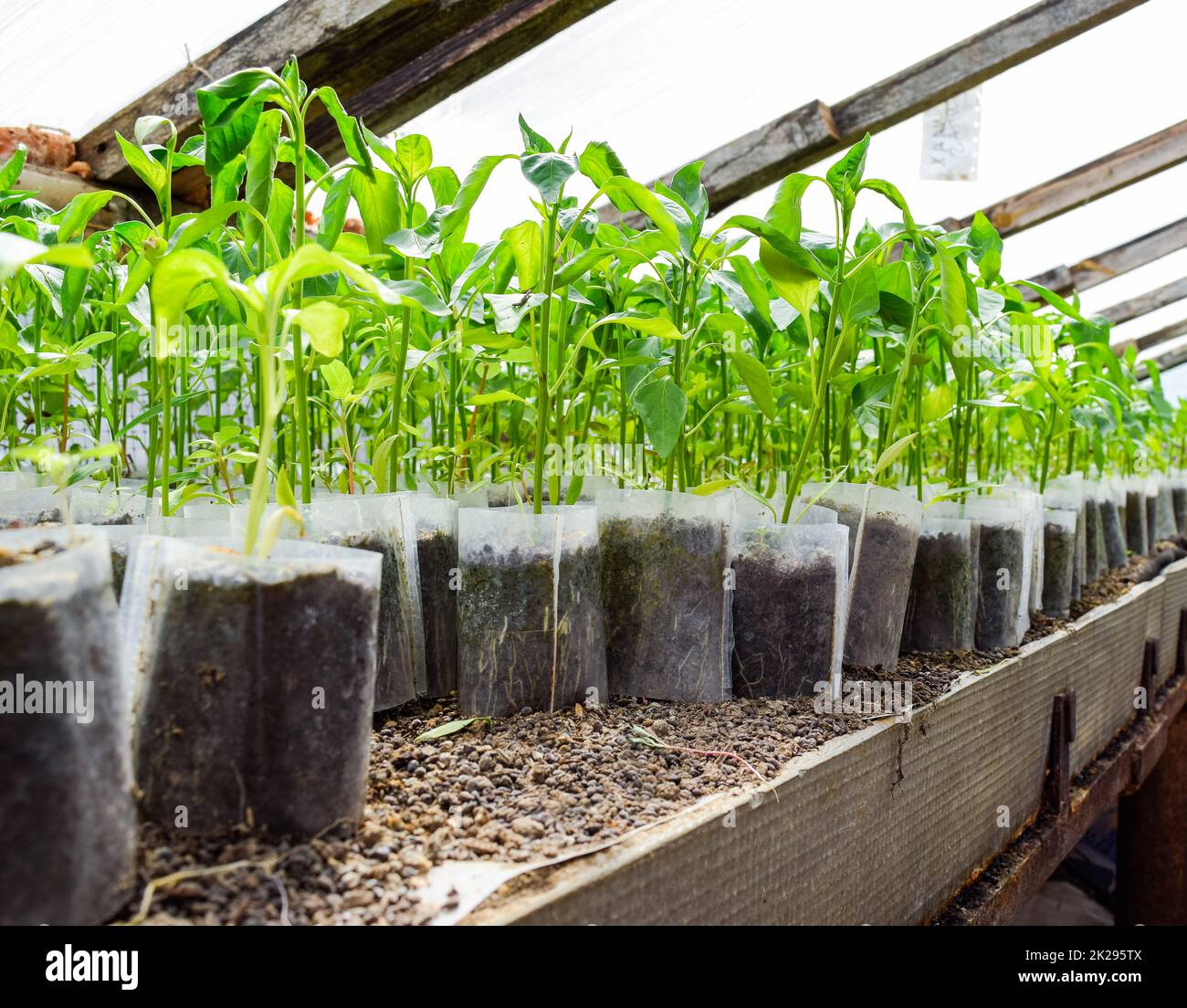 Les plantules de poivre. Le poivre dans la culture en serre. Plants Banque D'Images