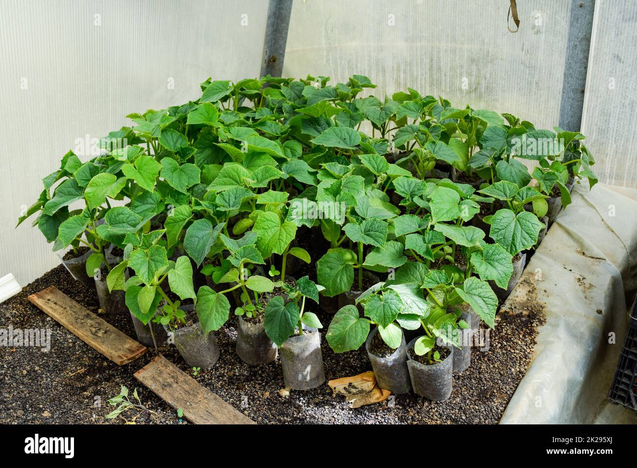 Les concombres les semis. La culture des concombres en serre Banque D'Images