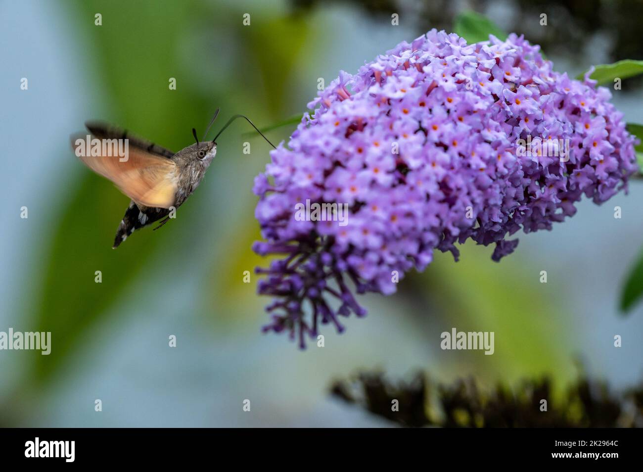 Hummingbird Hawk-Moth nectaring sur les fleurs de Buddleia. Banque D'Images