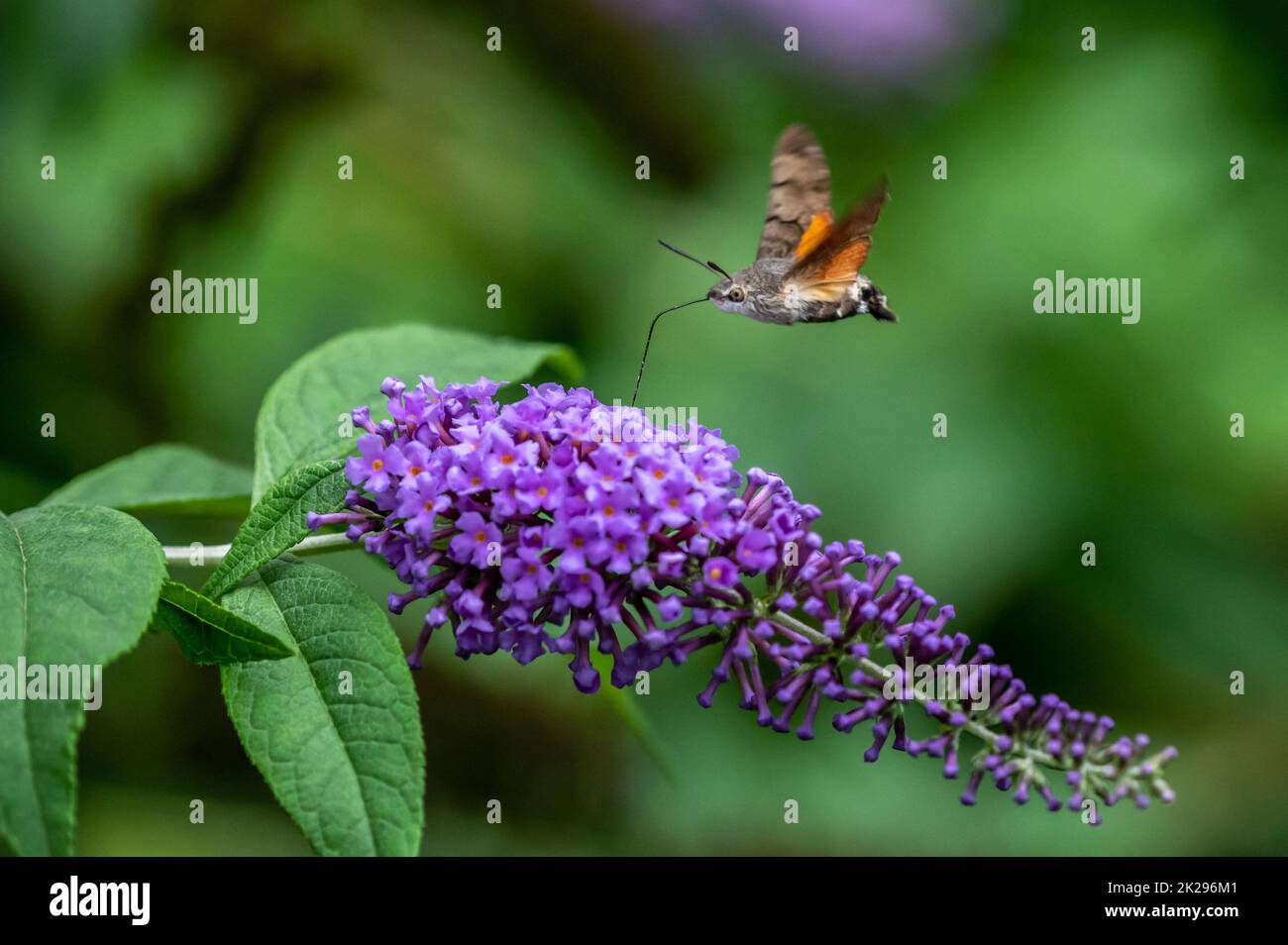 Hummingbird Hawk-Moth nectaring sur les fleurs de Buddleia. Banque D'Images