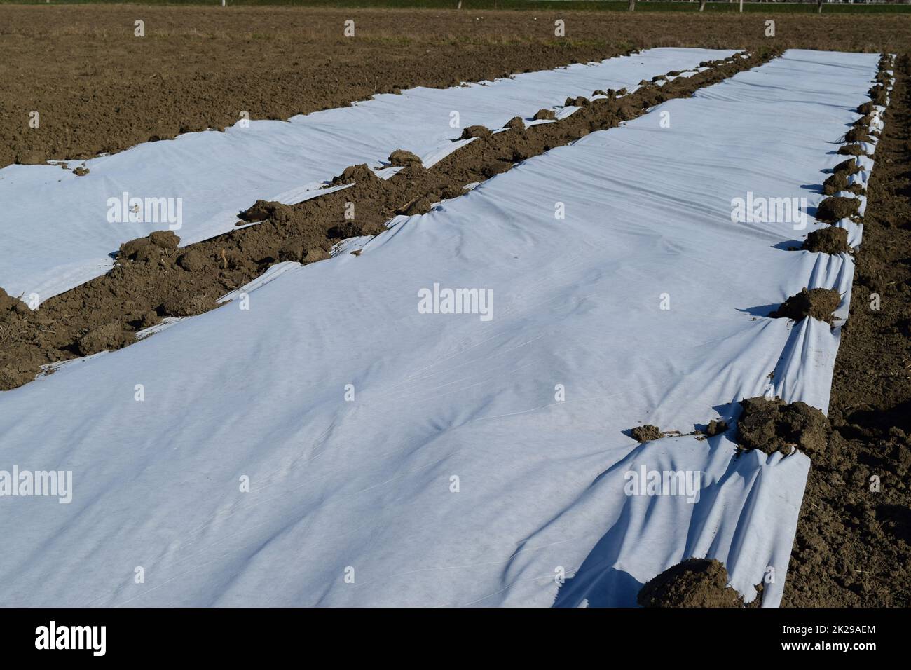 Serres en film polymère. Début du printemps dans les serres de jardin Banque D'Images