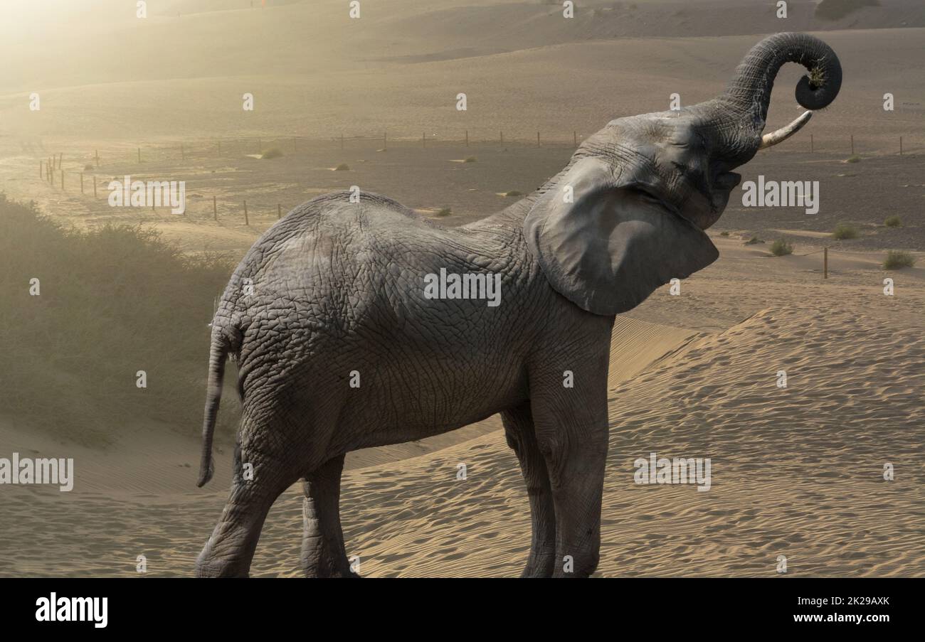 Éléphant d'Afrique dans le désert Banque D'Images