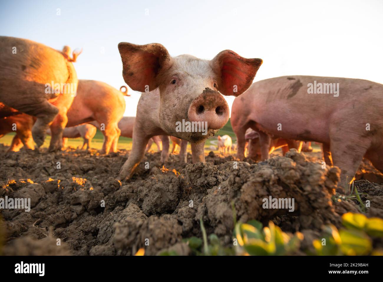 L'alimentation des porcs sur une prairie dans une ferme de viande biologique - objectif grand angle shot Banque D'Images