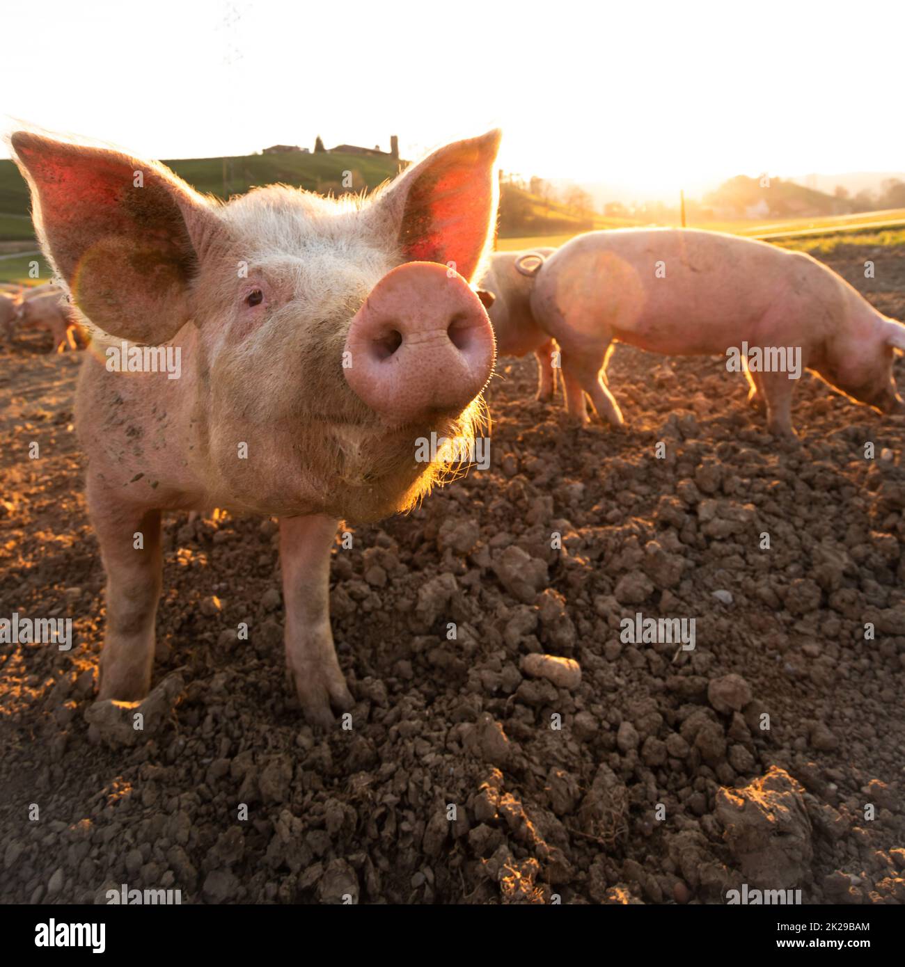 L'alimentation des porcs sur une prairie dans une ferme de viande biologique - objectif grand angle shot Banque D'Images