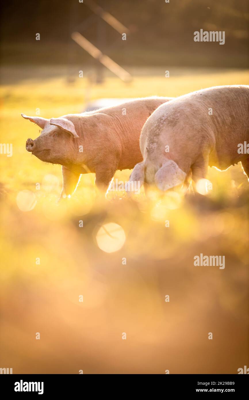 L'alimentation des porcs sur une prairie dans une ferme de viande biologique - objectif grand angle shot Banque D'Images