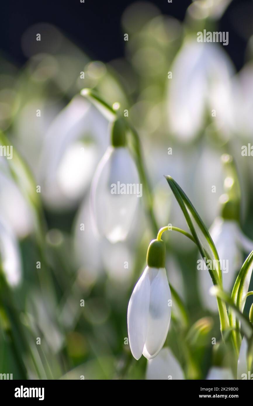 Premier printemps Snowdrops fleurs avec le pollen et le nectar pour les abeilles de saison en février avec des pétales blancs et des fleurs blanches dans la macro vue avec le bokeh agréable et beaucoup d'espace de copie Banque D'Images