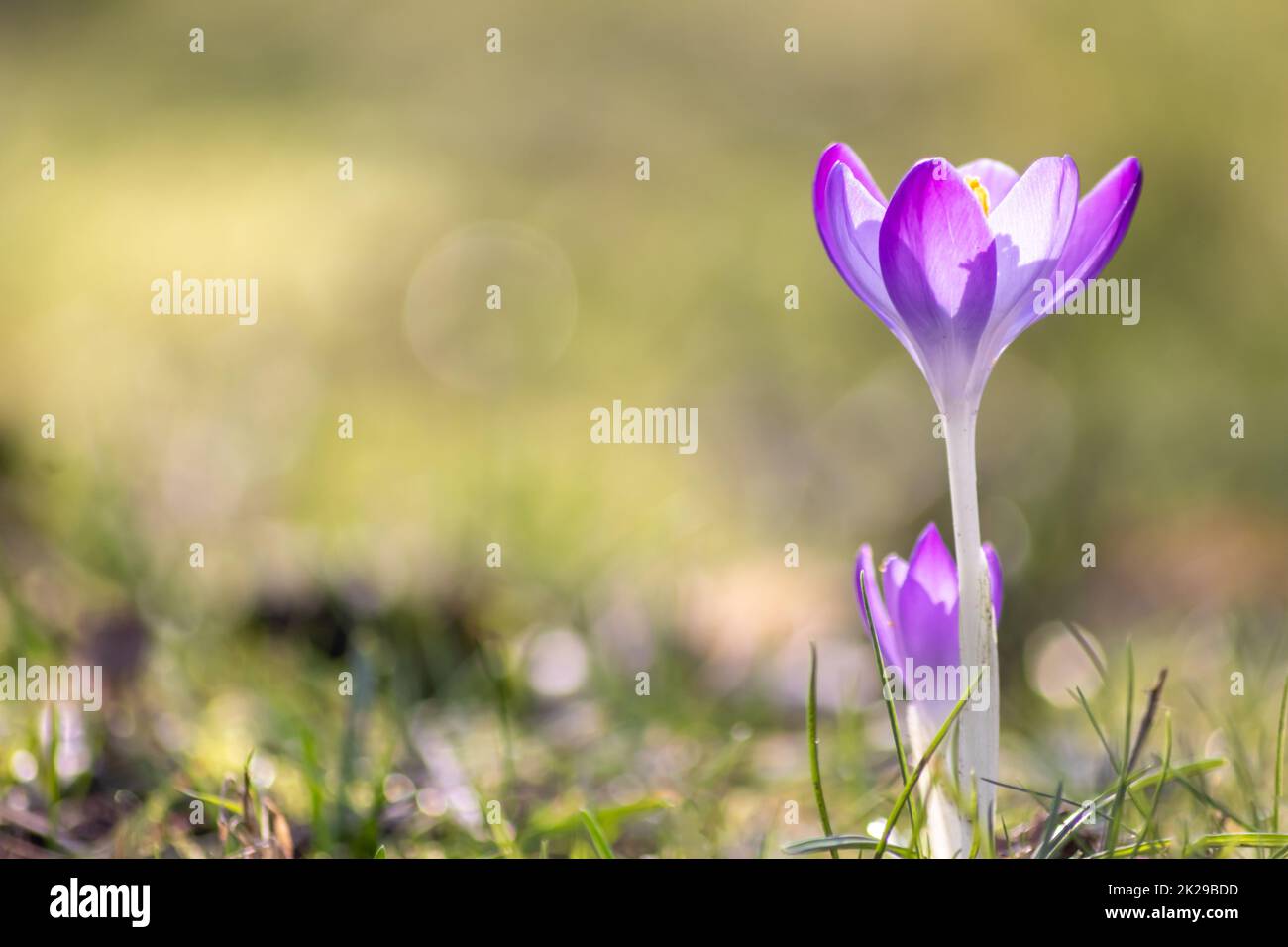 Les fleurs de crocus roses en filigrane dans l'herbe verte sont pollinisées par des insectes volants comme des abeilles ou des mouches au printemps comme macro de gros plan avec un arrière-plan flou dans le paysage de jardin qui fleurit sauvage Banque D'Images