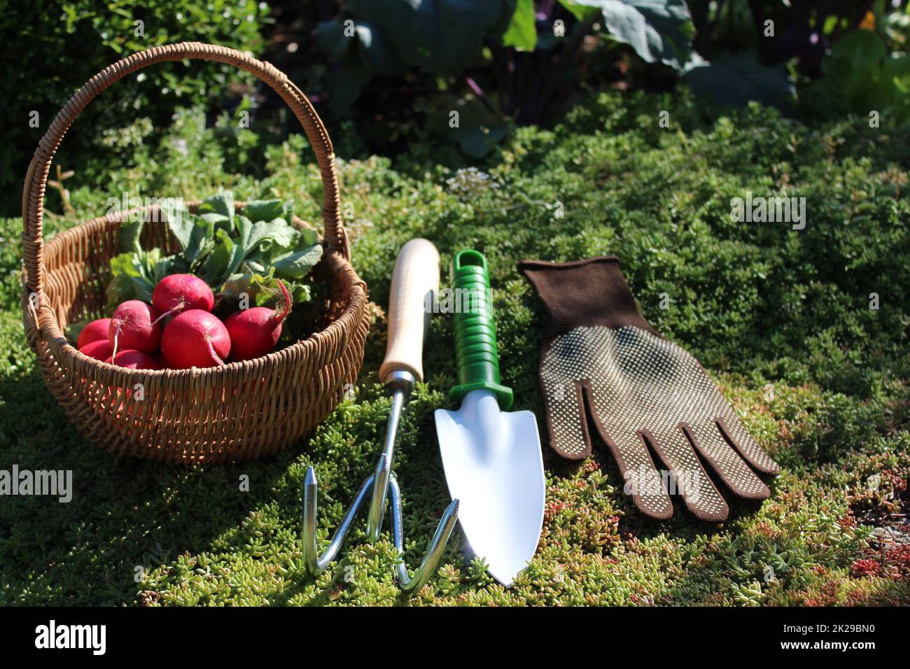 radis dans un panier dans le jardin Banque D'Images