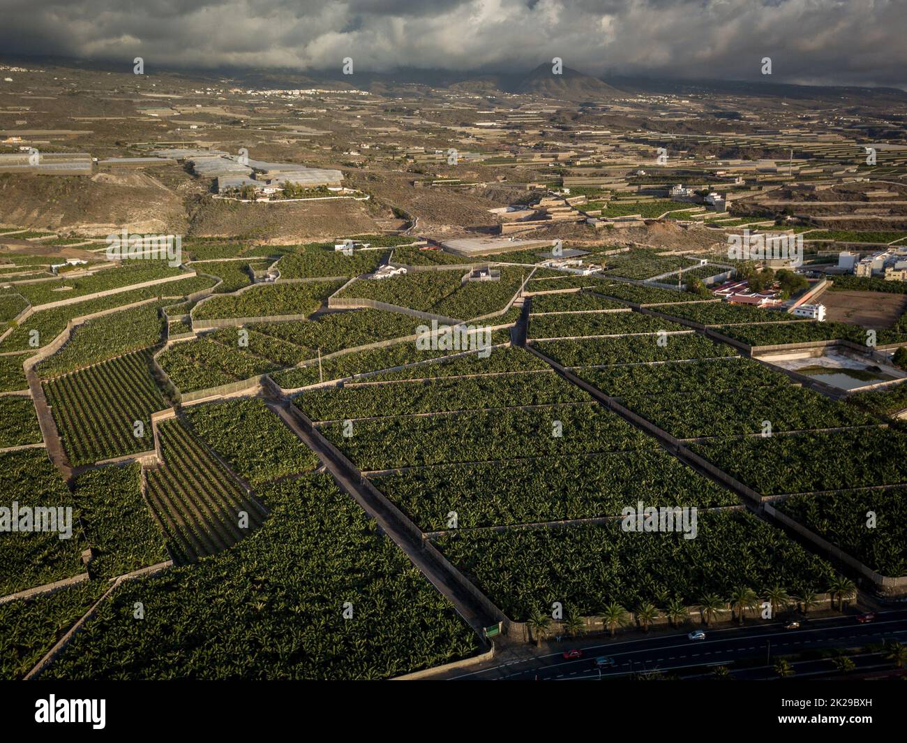 Plantation de bananes - Banana arbres dans le jardin au bord de la mer, Tenerife, les îles Canaries - image aérienne Banque D'Images