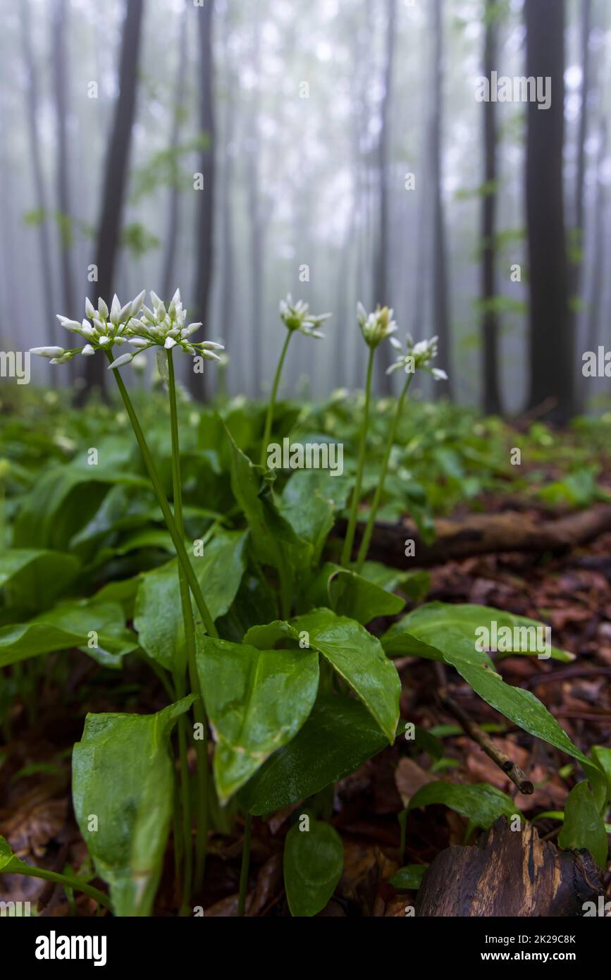 Ours ail, forêt de hêtre de printemps dans les Carpates blanches, Moravie du Sud, République tchèque Banque D'Images