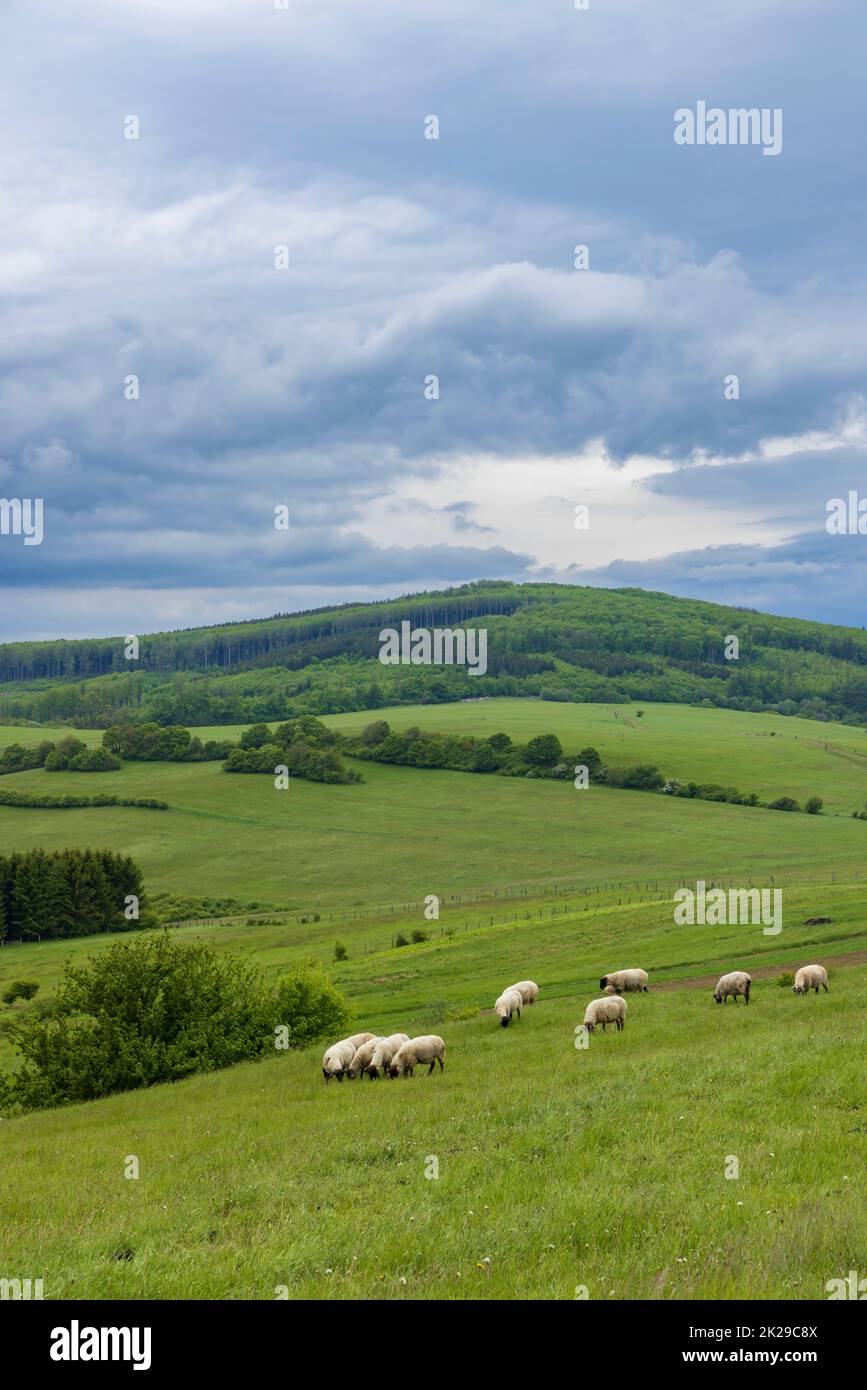 Paysage de printemps avec des moutons blancs dans les Carpates blanches, République tchèque Banque D'Images