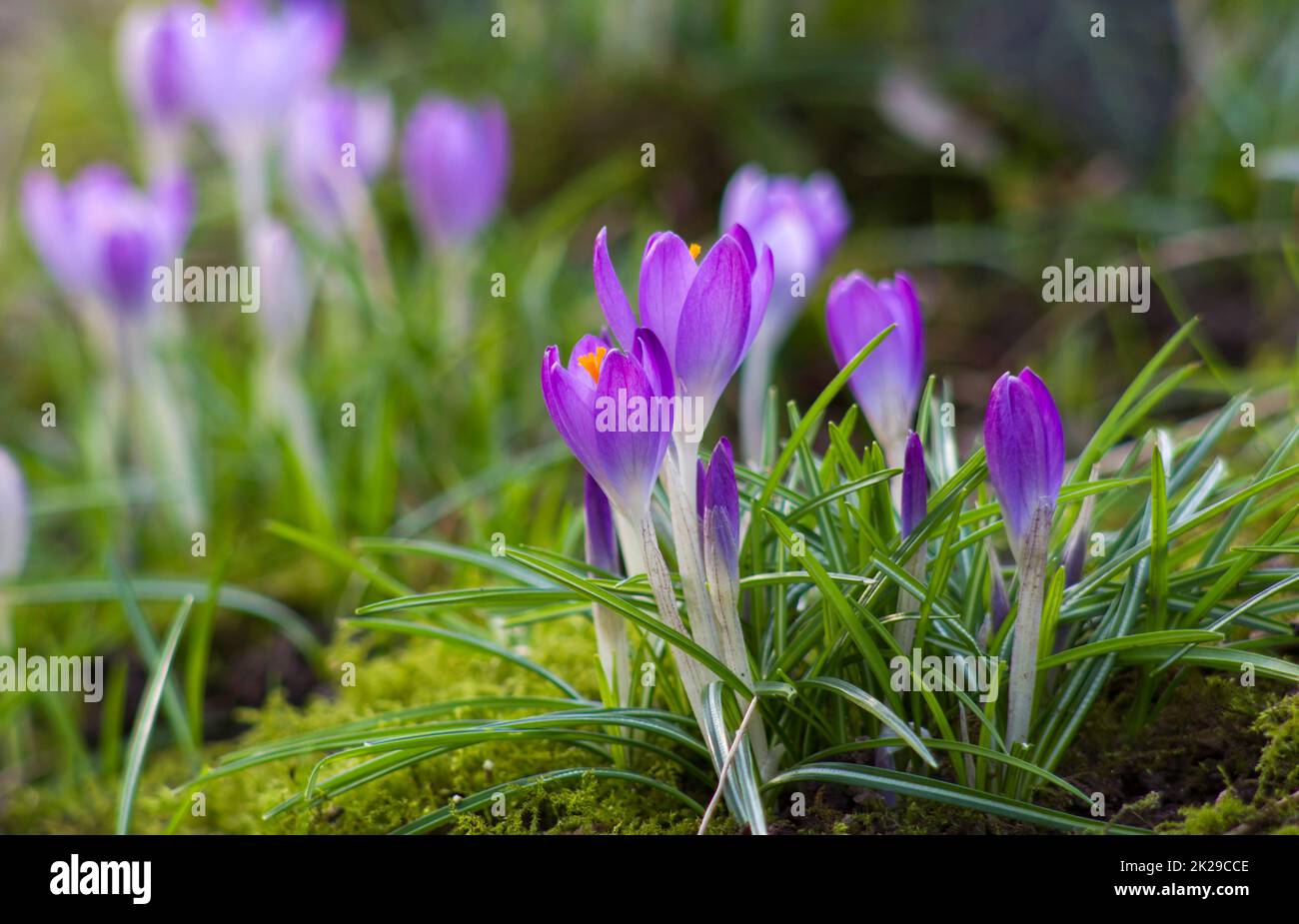 Crocus - l'une des premières fleurs de printemps Banque D'Images