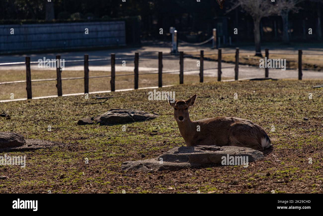 Sika Deer dans Nara Park V. Banque D'Images