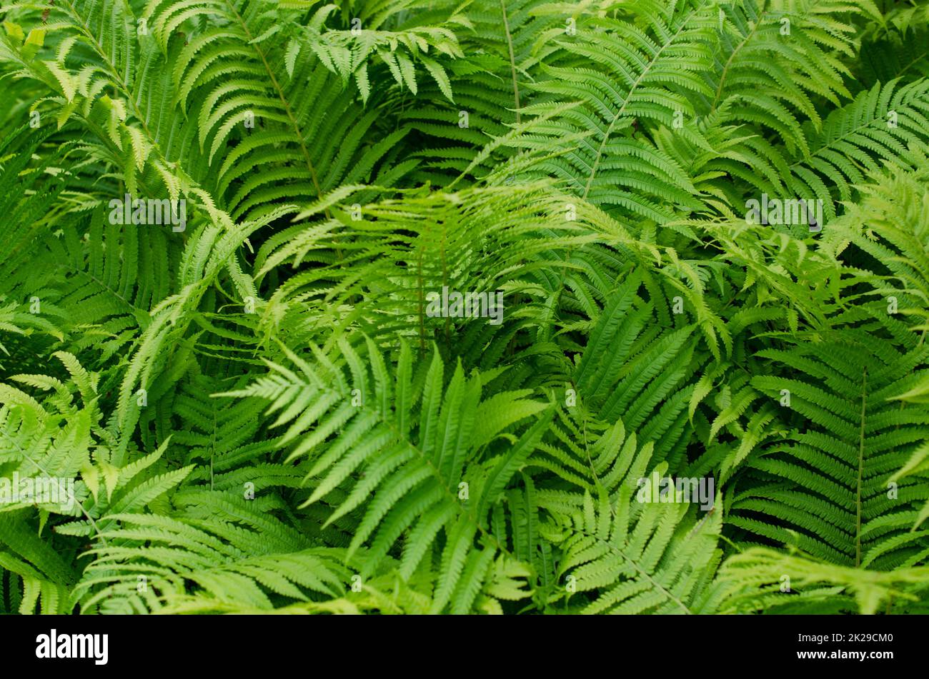 Grand buisson vert de fougères avec des feuilles vertes dans la forêt ou dans le jardin botanique. Banque D'Images